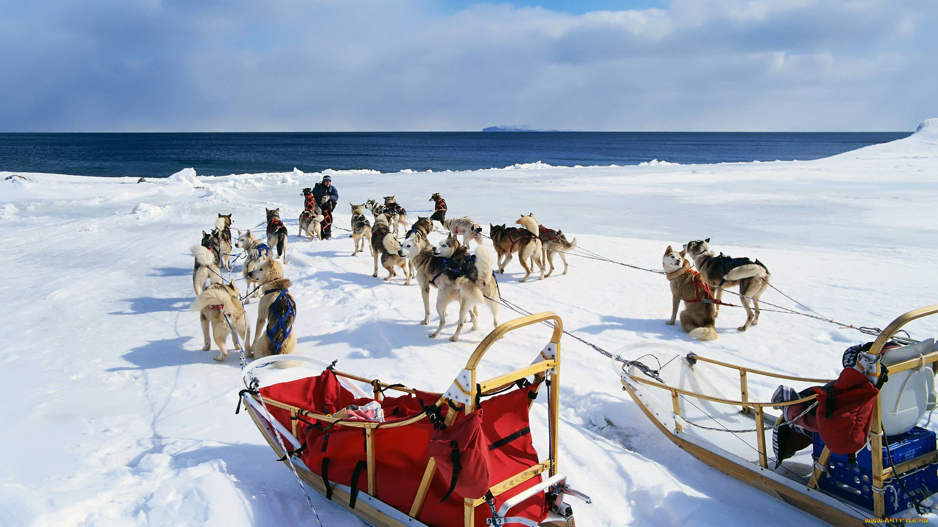 животные, собаки, мalamute, аlaskan, маламут, аляскинский, мороз, снег, природа, собачьи, упряжки, аляска