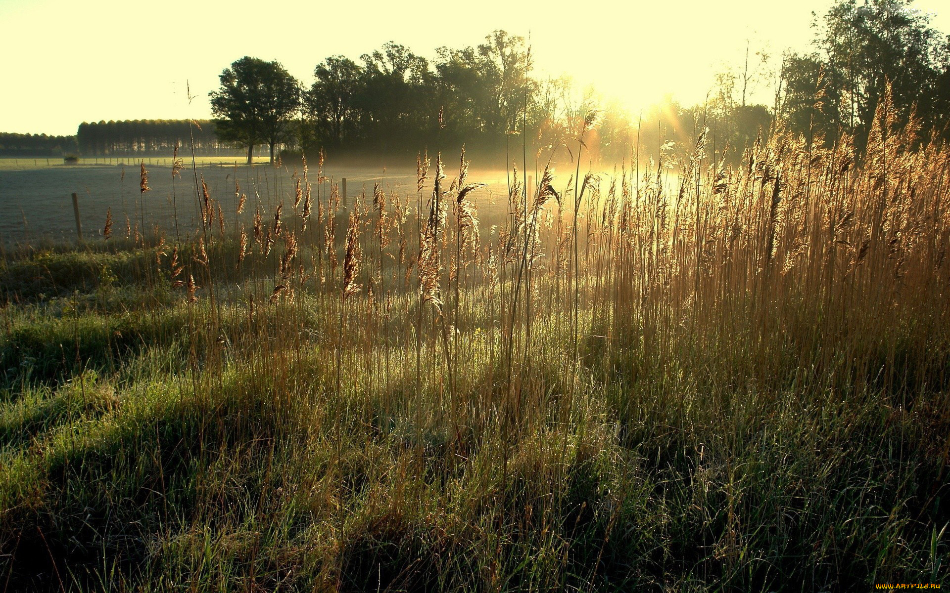 природа, восходы, закаты, лучи, поле, деревья, трава, восход