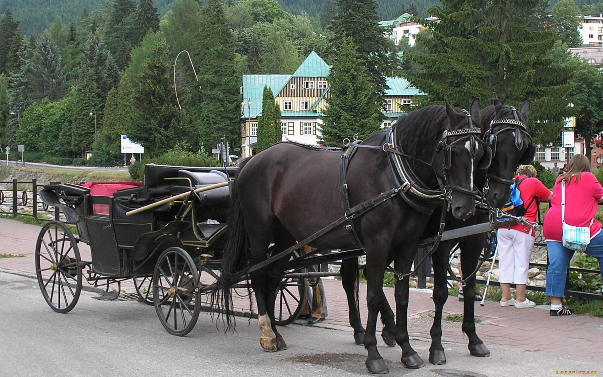 животные, лошади, повозка, упряжь