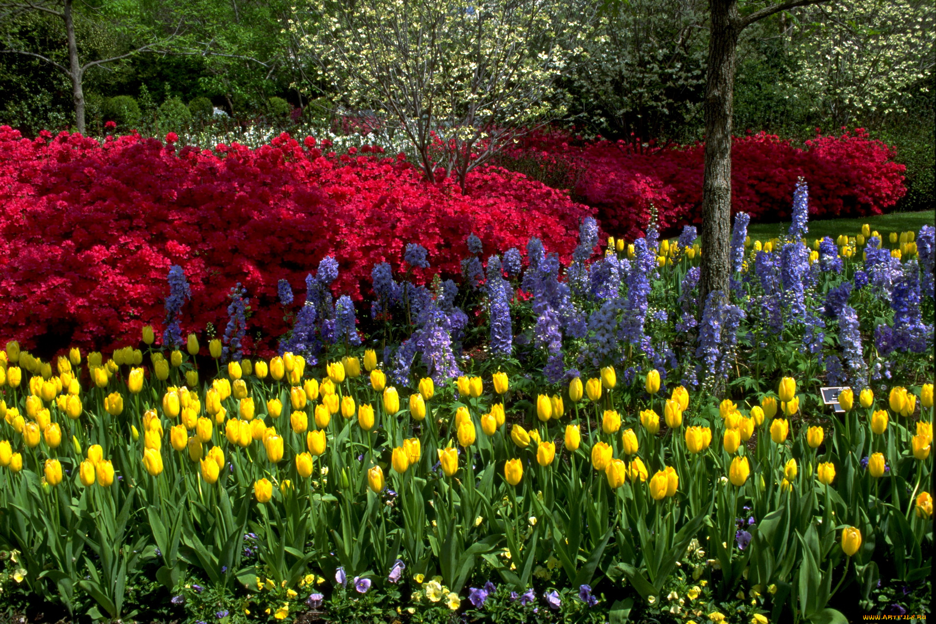 цветы, разные, вместе, сад, тюльпаны