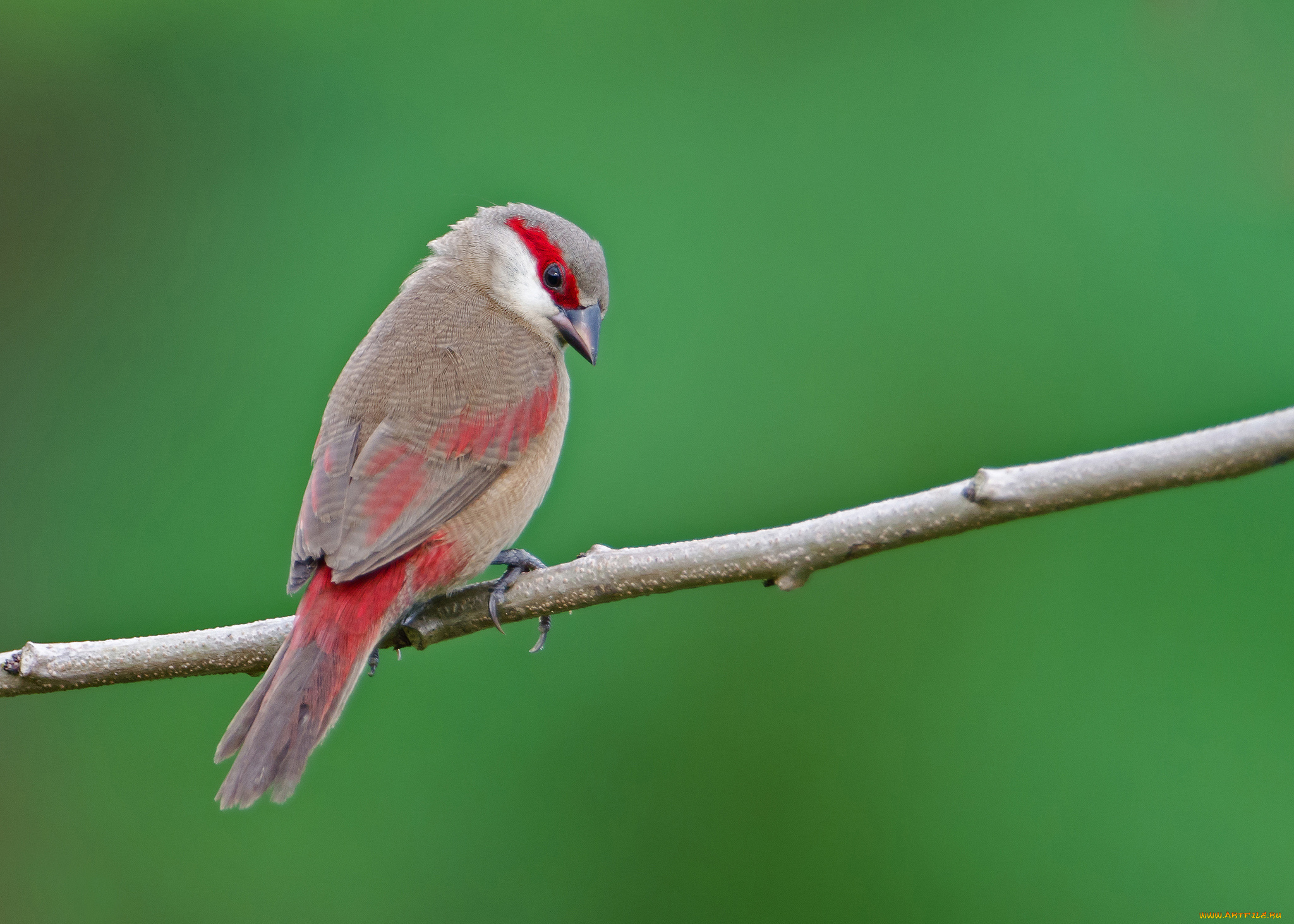 животные, птицы, зеленый, фон, ветка, птица
