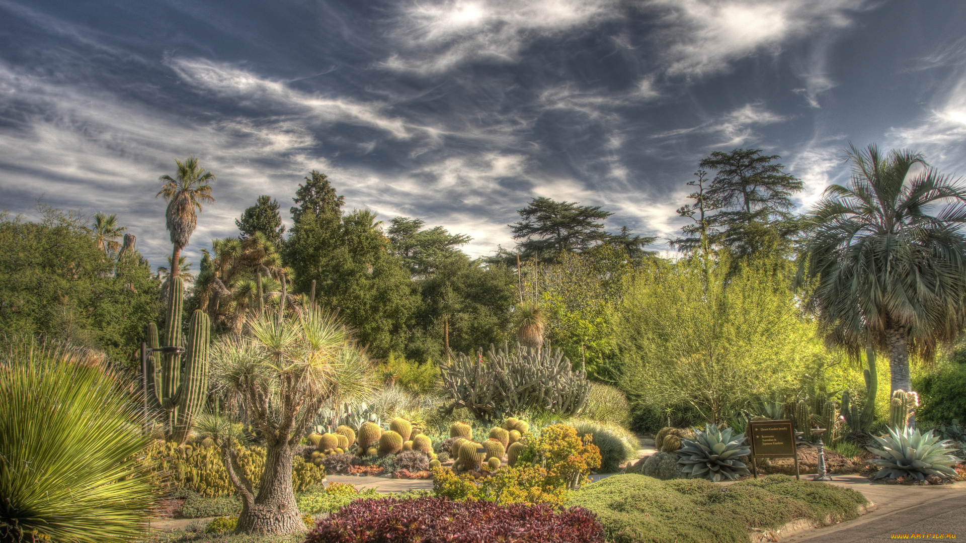 botanical, garden, san, marino, california, природа, парк, кактусы, ботанический, сад