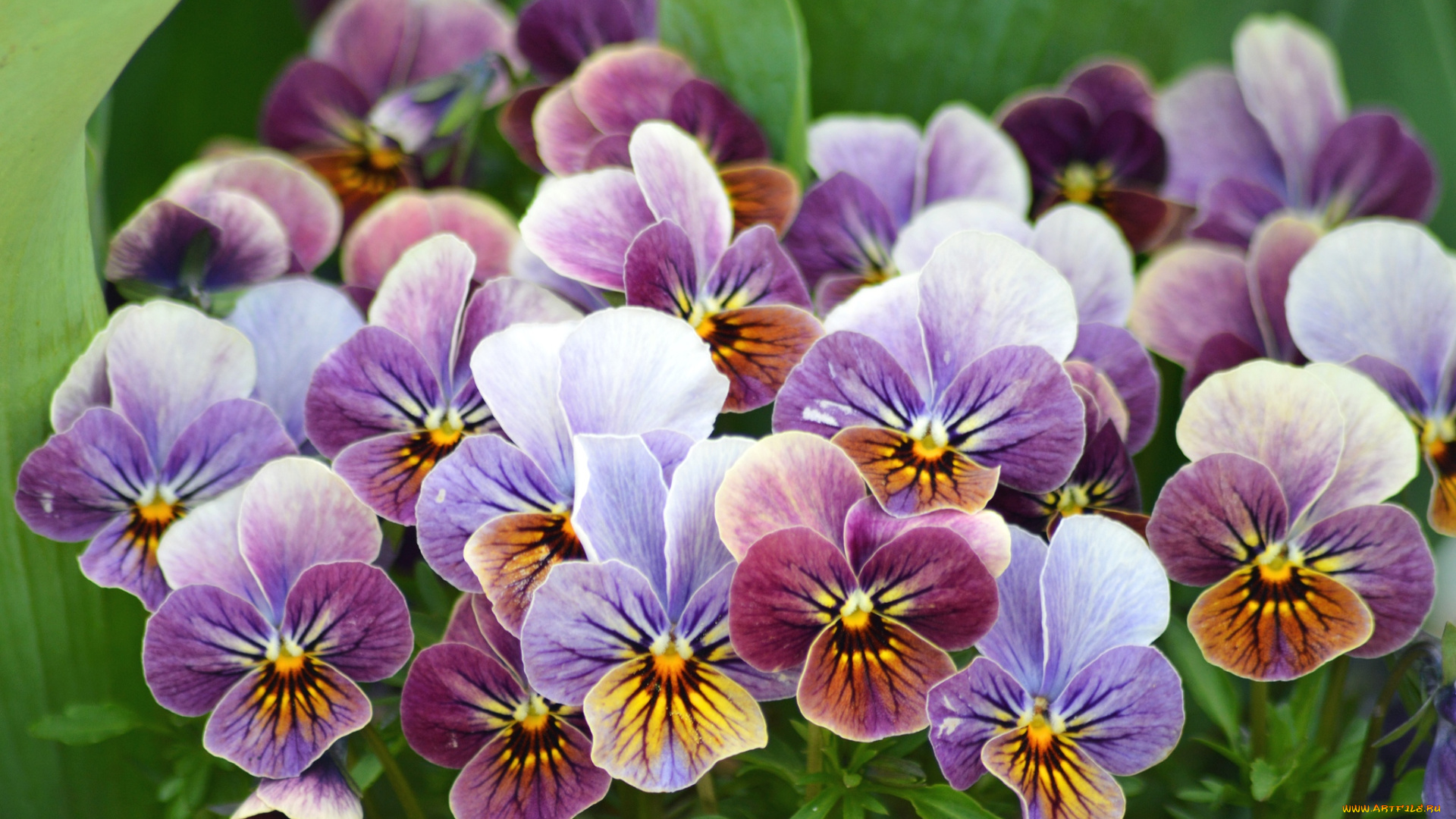 цветы, анютины, глазки, садовые, фиалки, пестрый