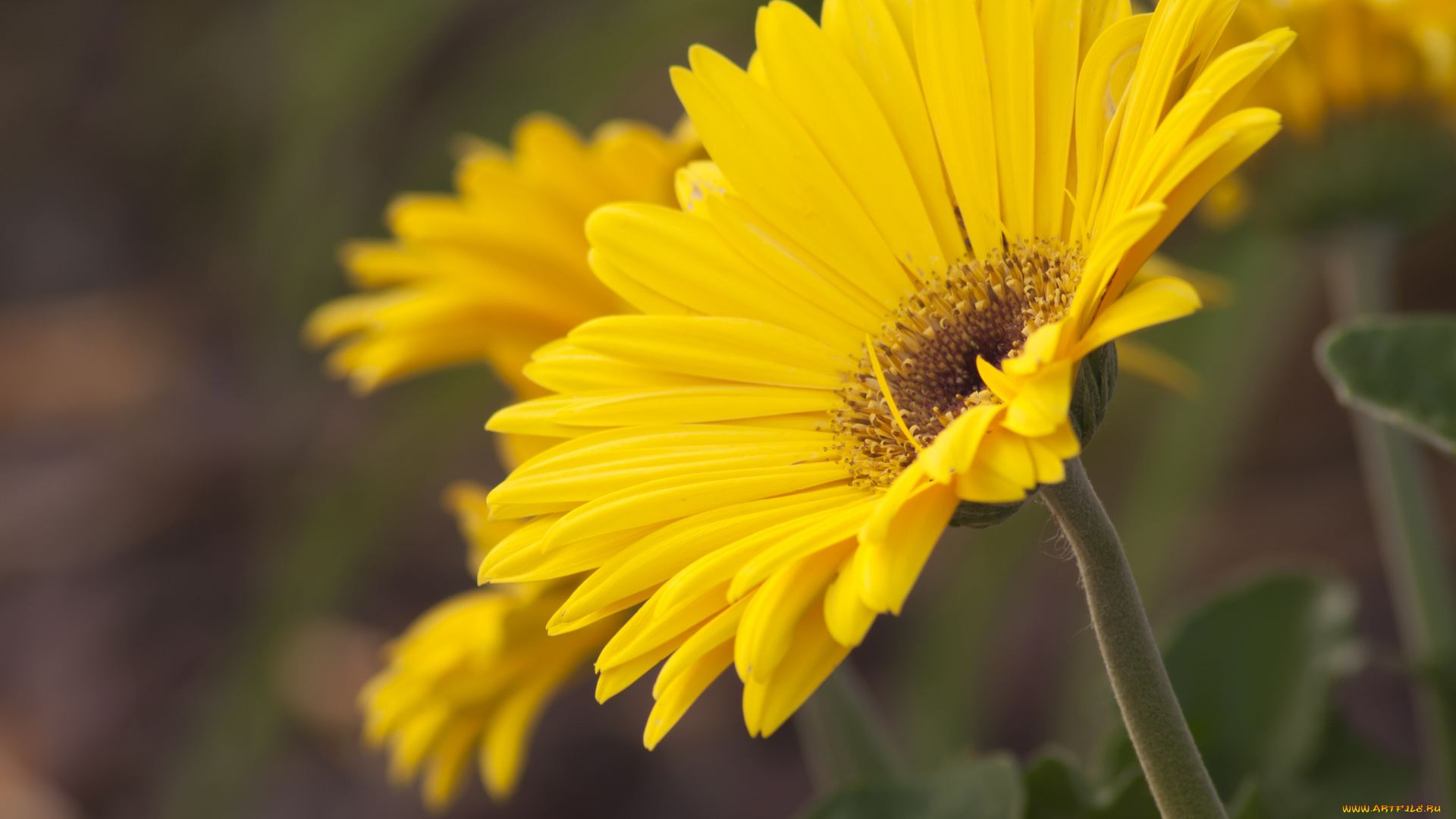 цветы, герберы, стебель, лепестки