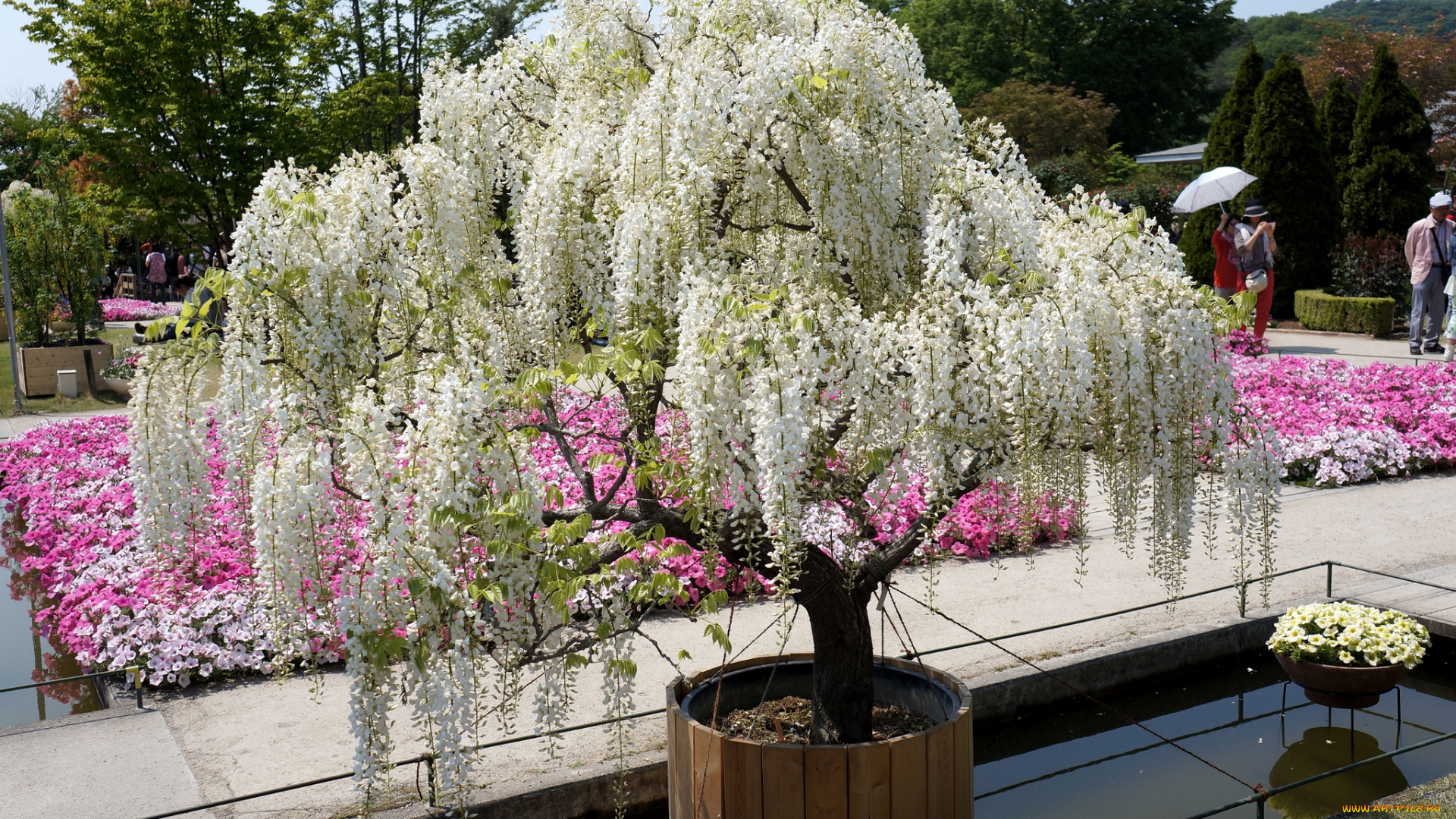 цветы, глициния, вистерия, дерево