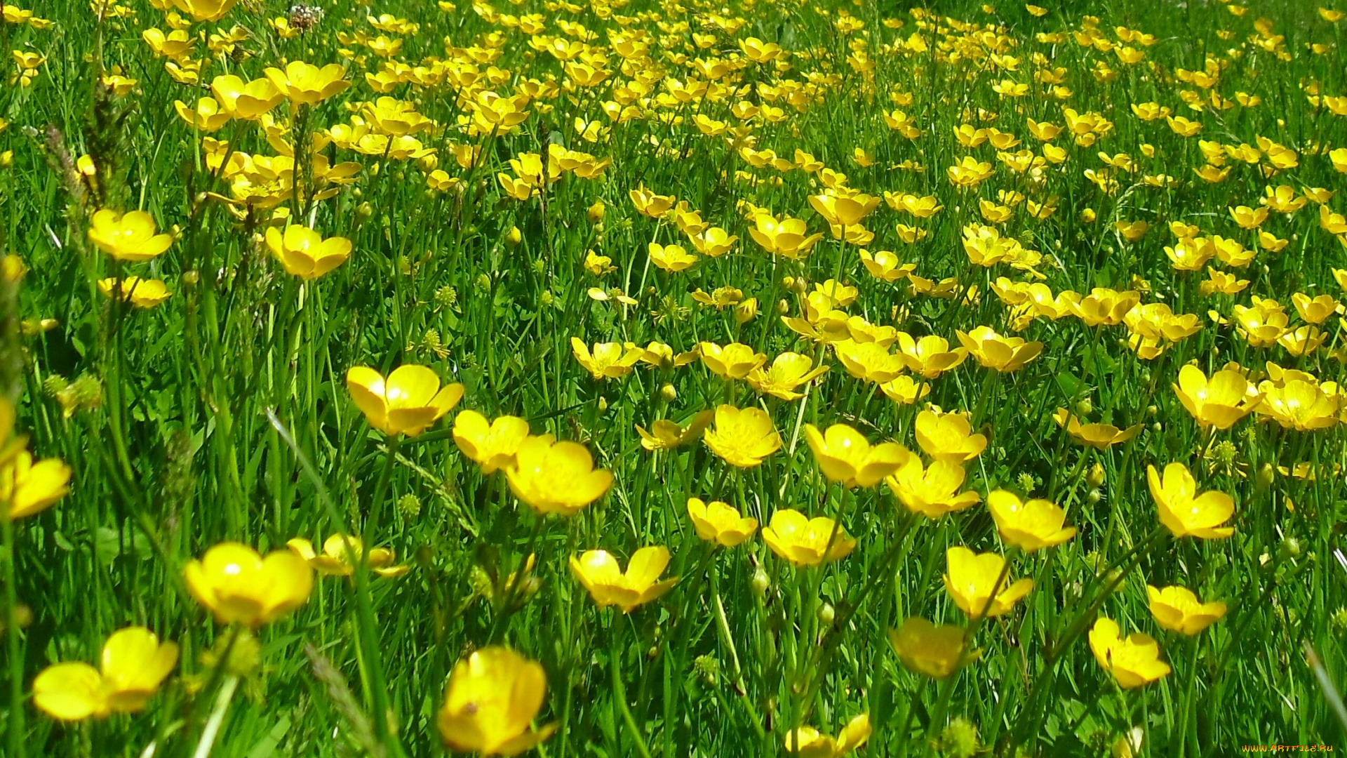 цветы, калужницы, лютики, луг, лютик, куриная, слепота