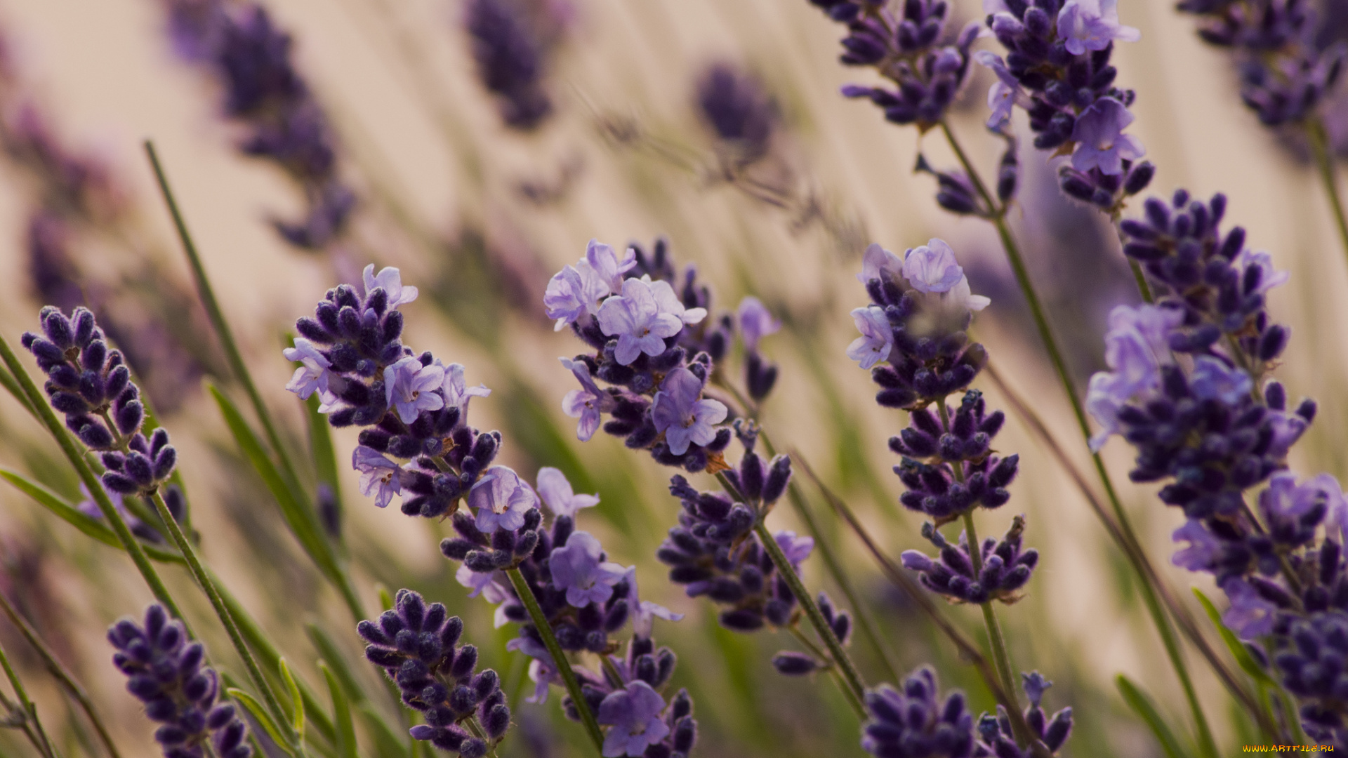 цветы, лаванда, макро