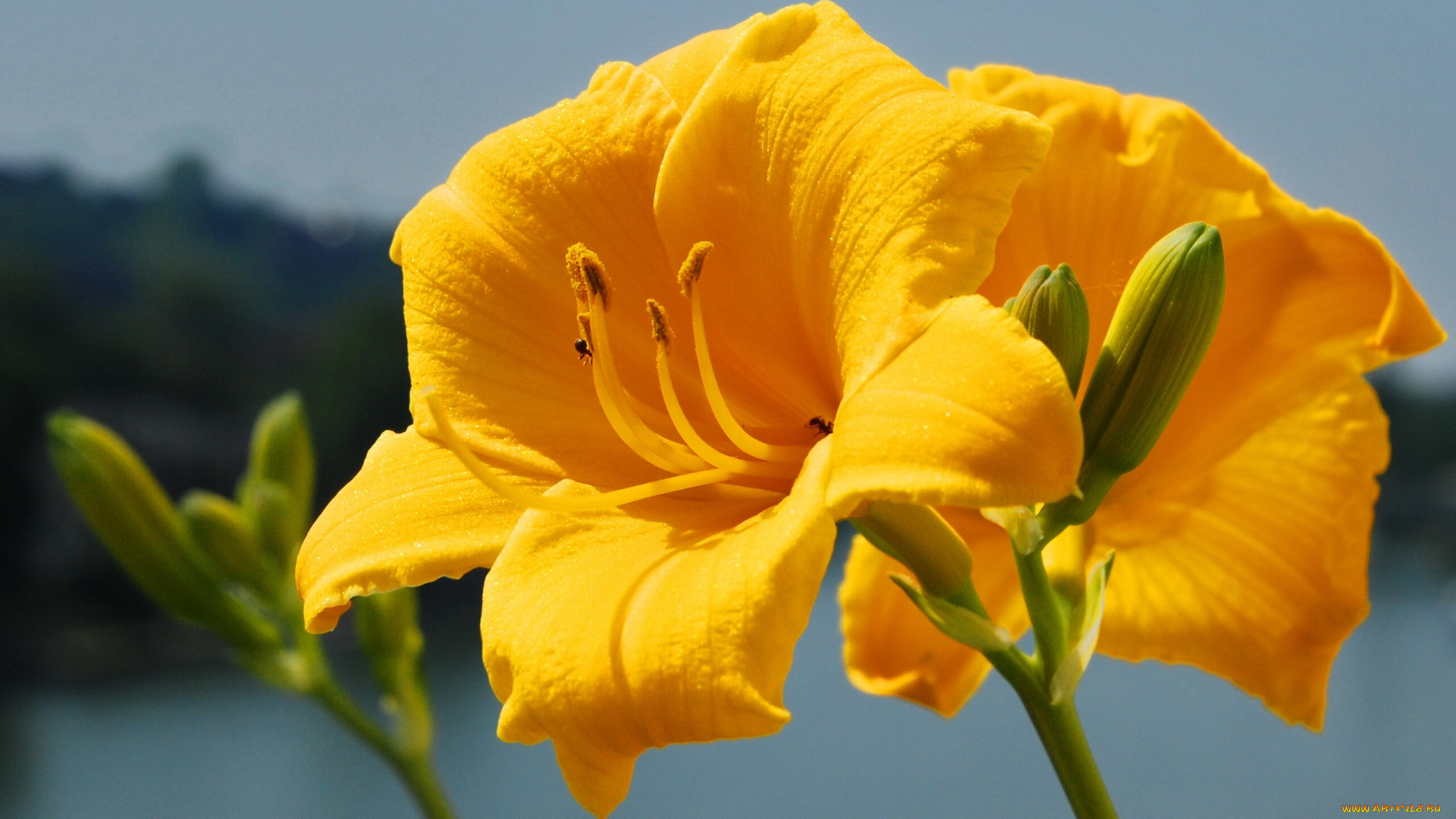 цветы, лилии, лилейники, бутоны