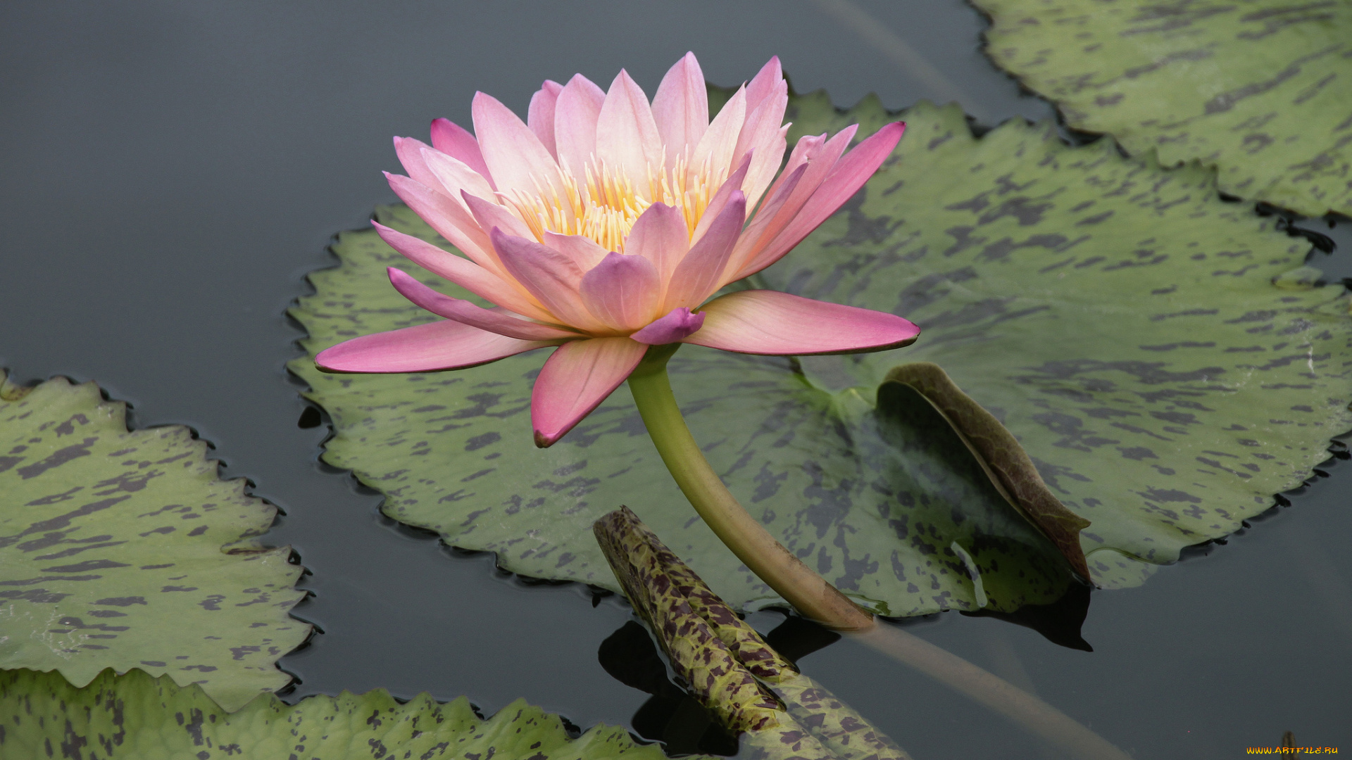 цветы, лилии, водяные, нимфеи, кувшинки, кувшинка, нимфея, листья