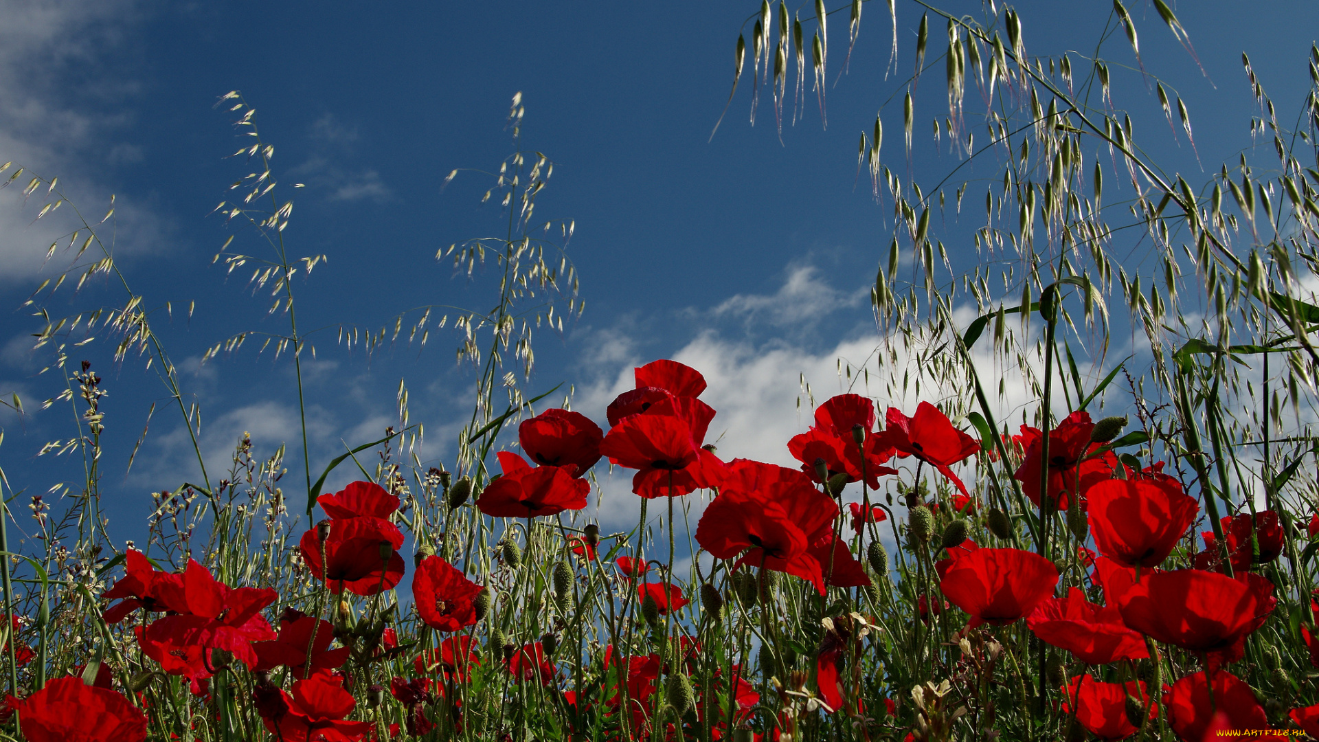цветы, маки, луг, поле