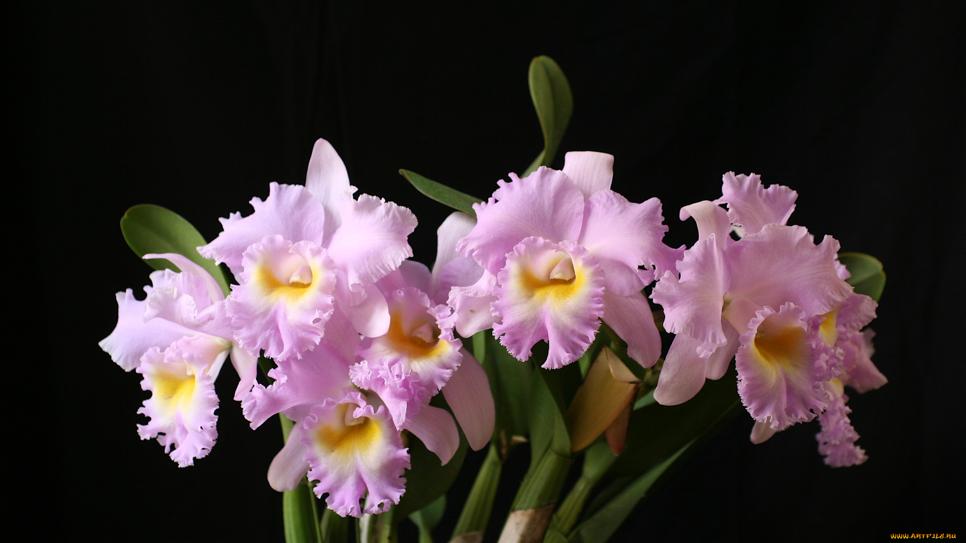 цветы, орхидеи