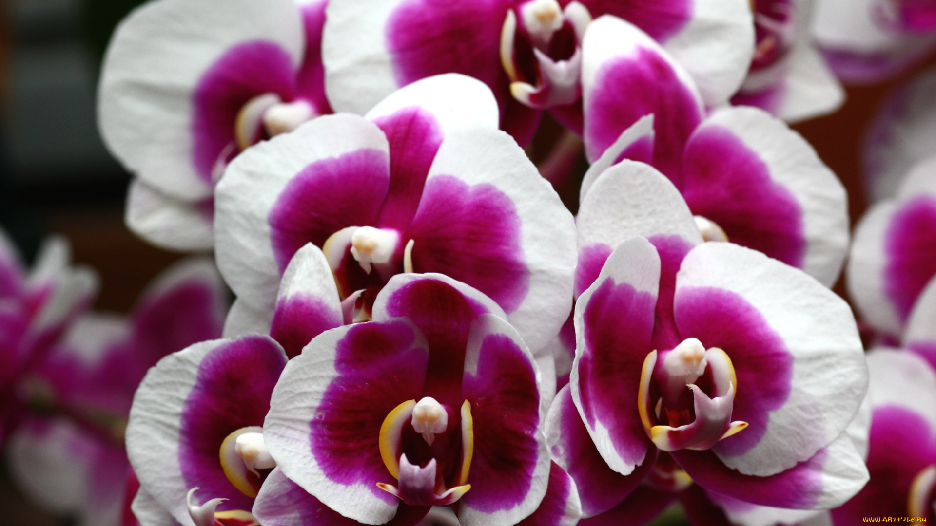 цветы, орхидеи, пестрый