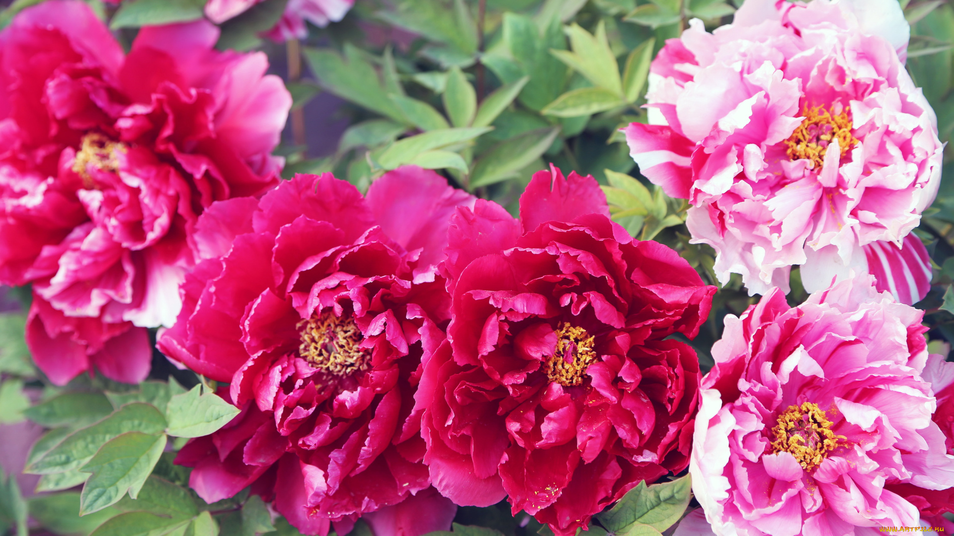 цветы, пионы