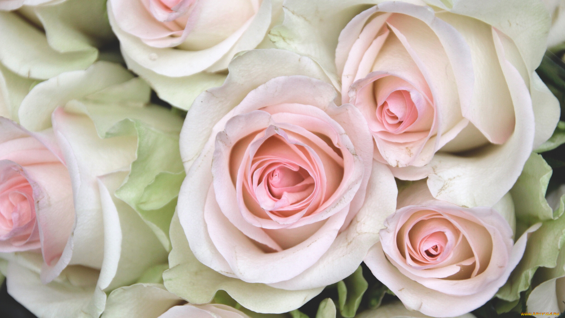 цветы, розы, бутоны