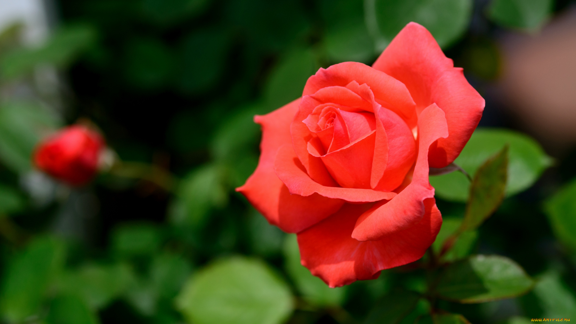 цветы, розы, красный