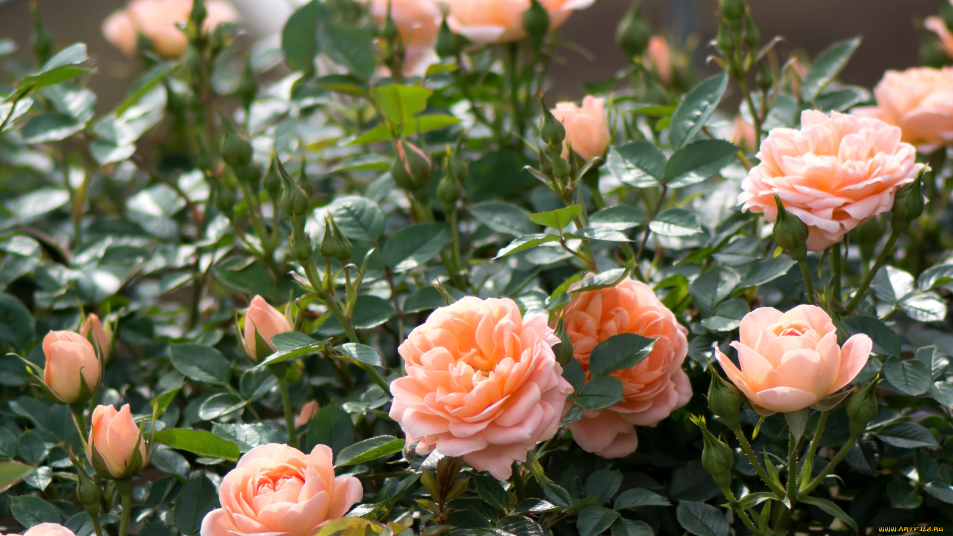 цветы, розы, кусты, бежевый