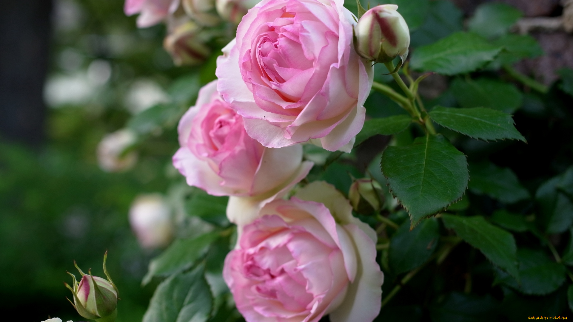 цветы, розы, розовый