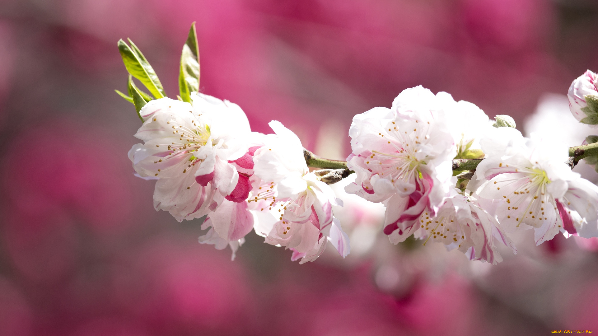 цветы, сакура, вишня, пестрый, ветка