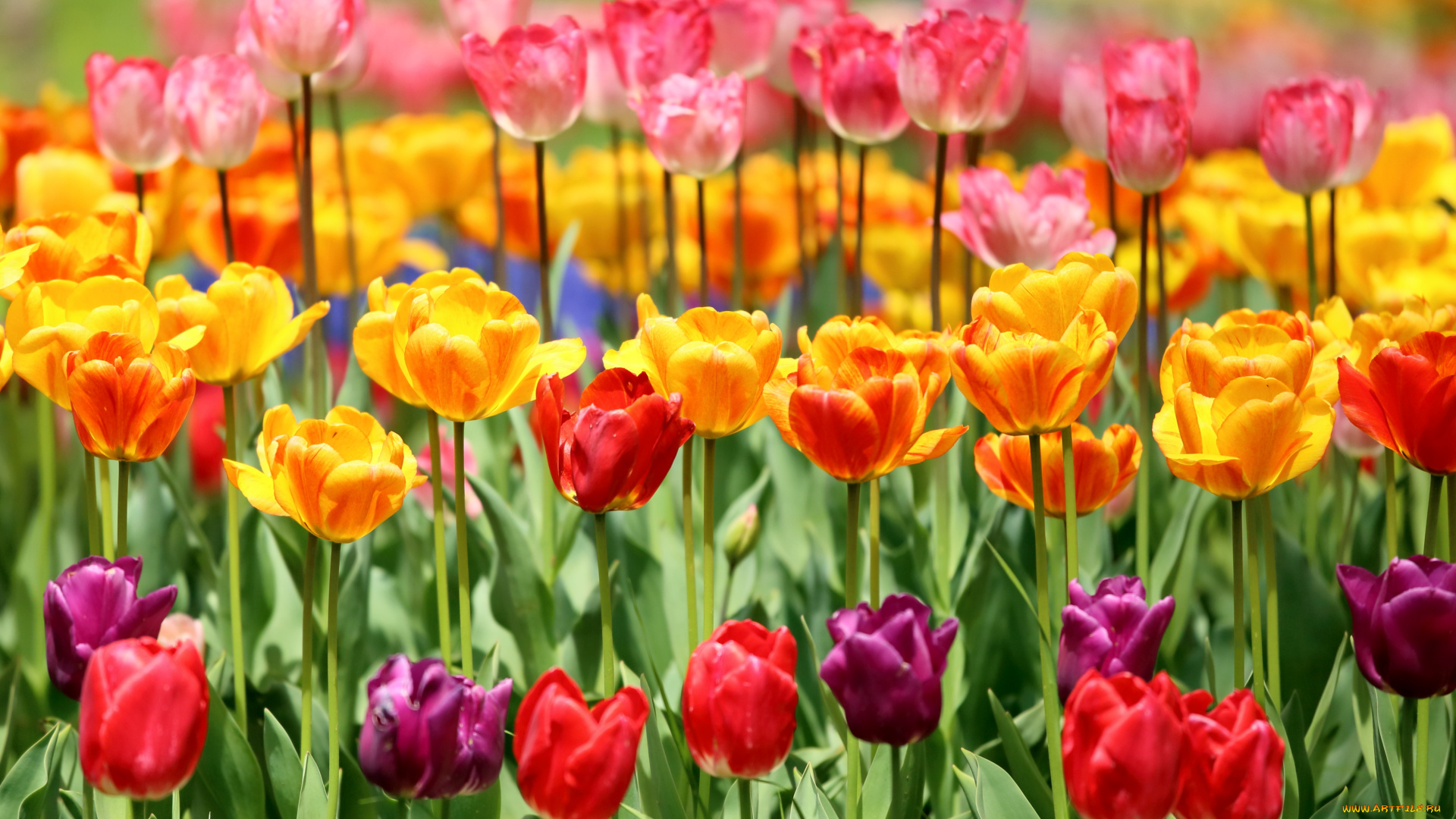 цветы, тюльпаны, много, яркий