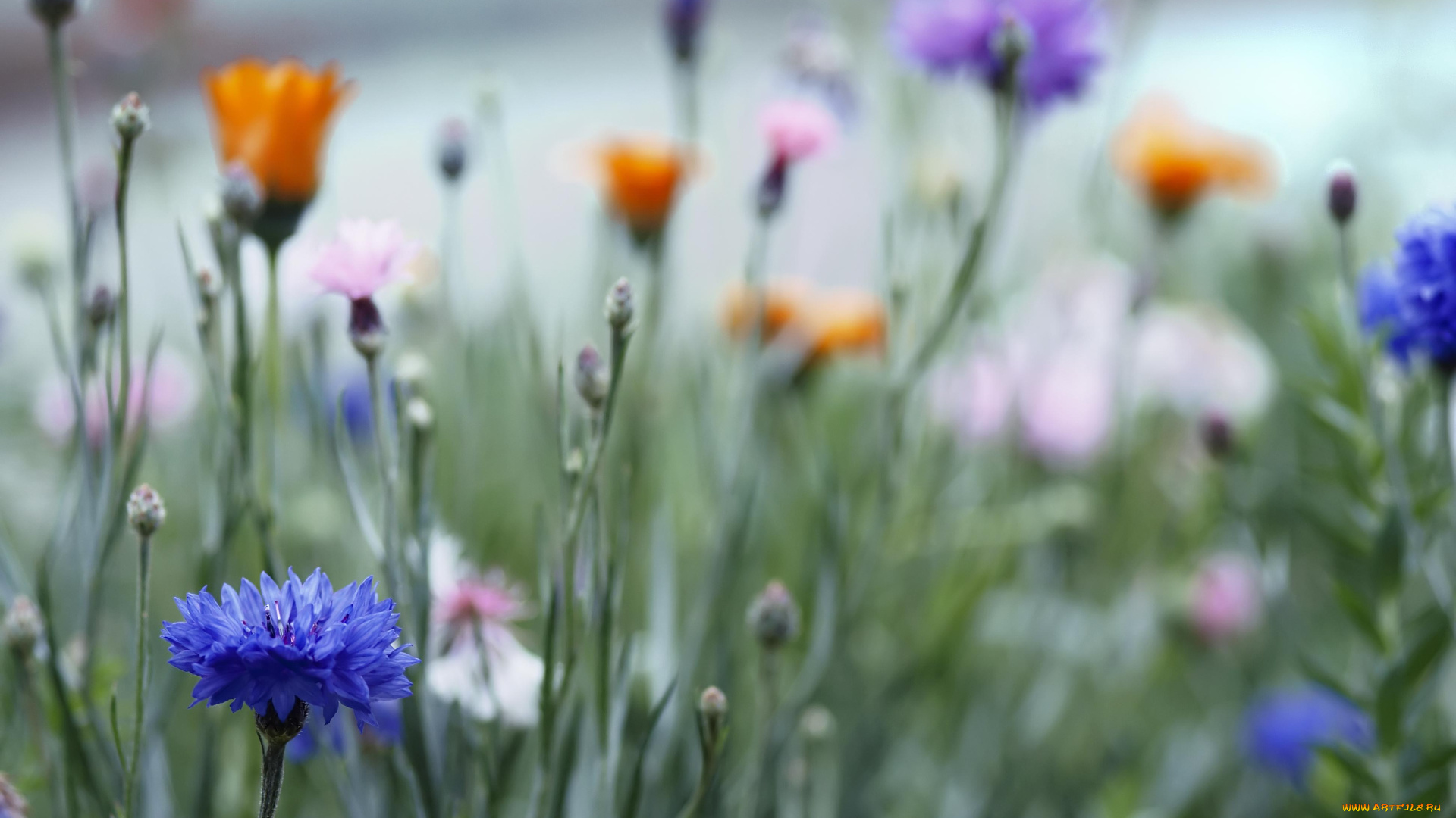 цветы, васильки, полевые
