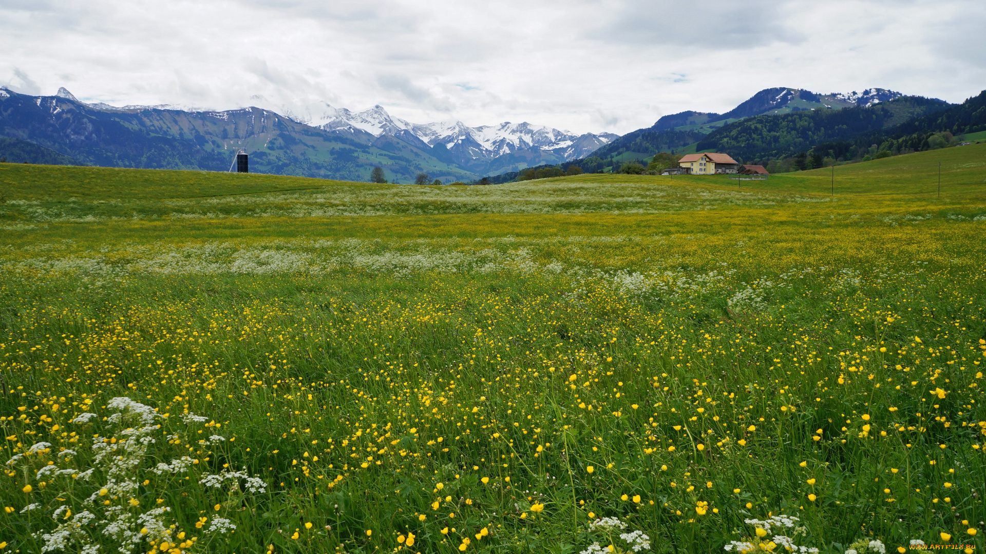 gruyere, switzerland, природа, луга, растения