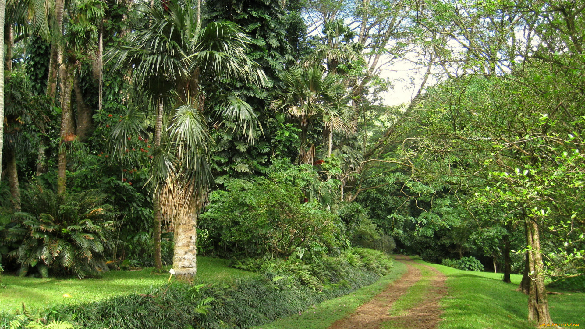 lyon, arboretum, oahu, hawaii, природа, парк, растения, ботанический, сад