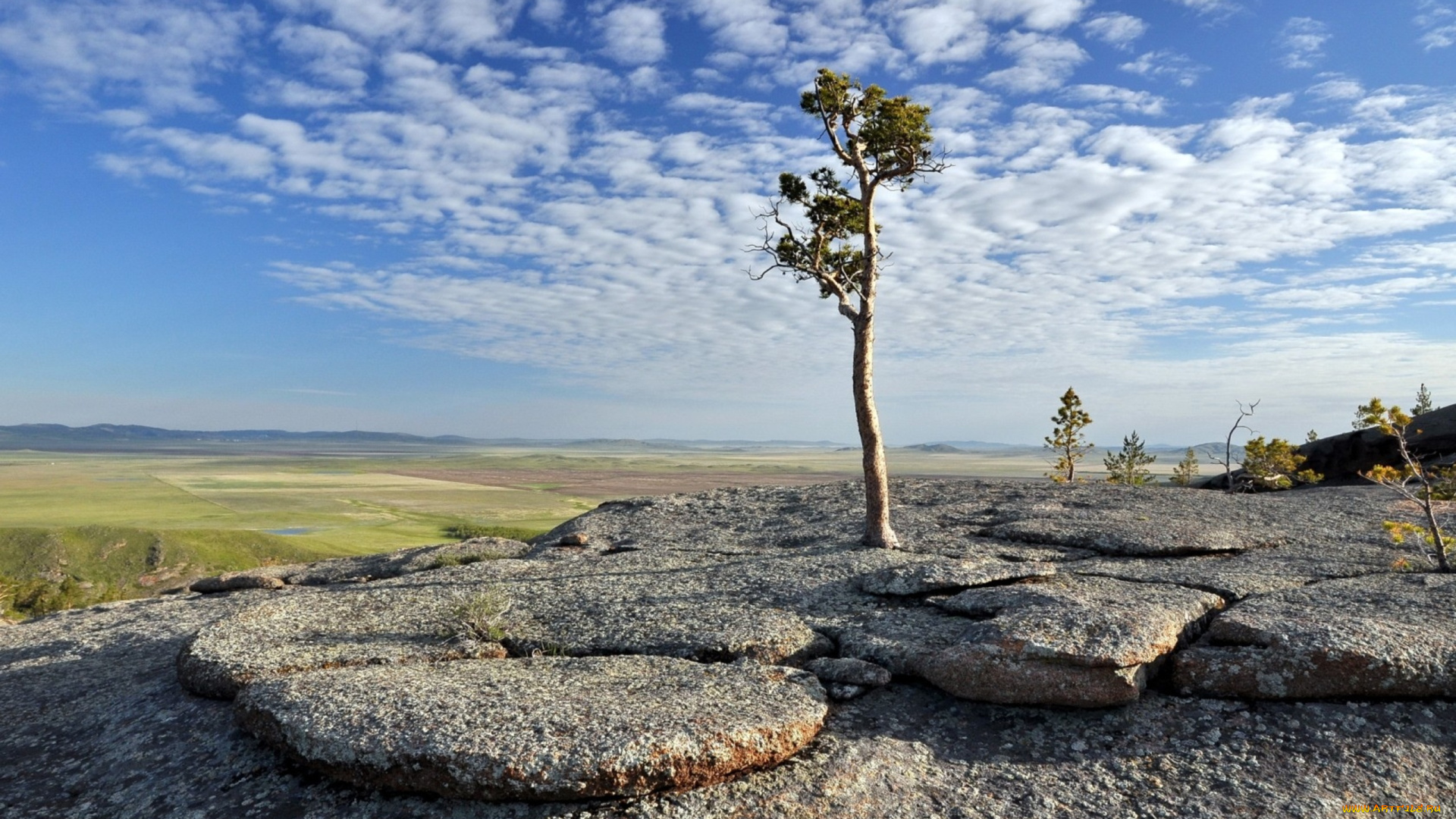 природа, деревья, горизонт, дерево, равнина, горы