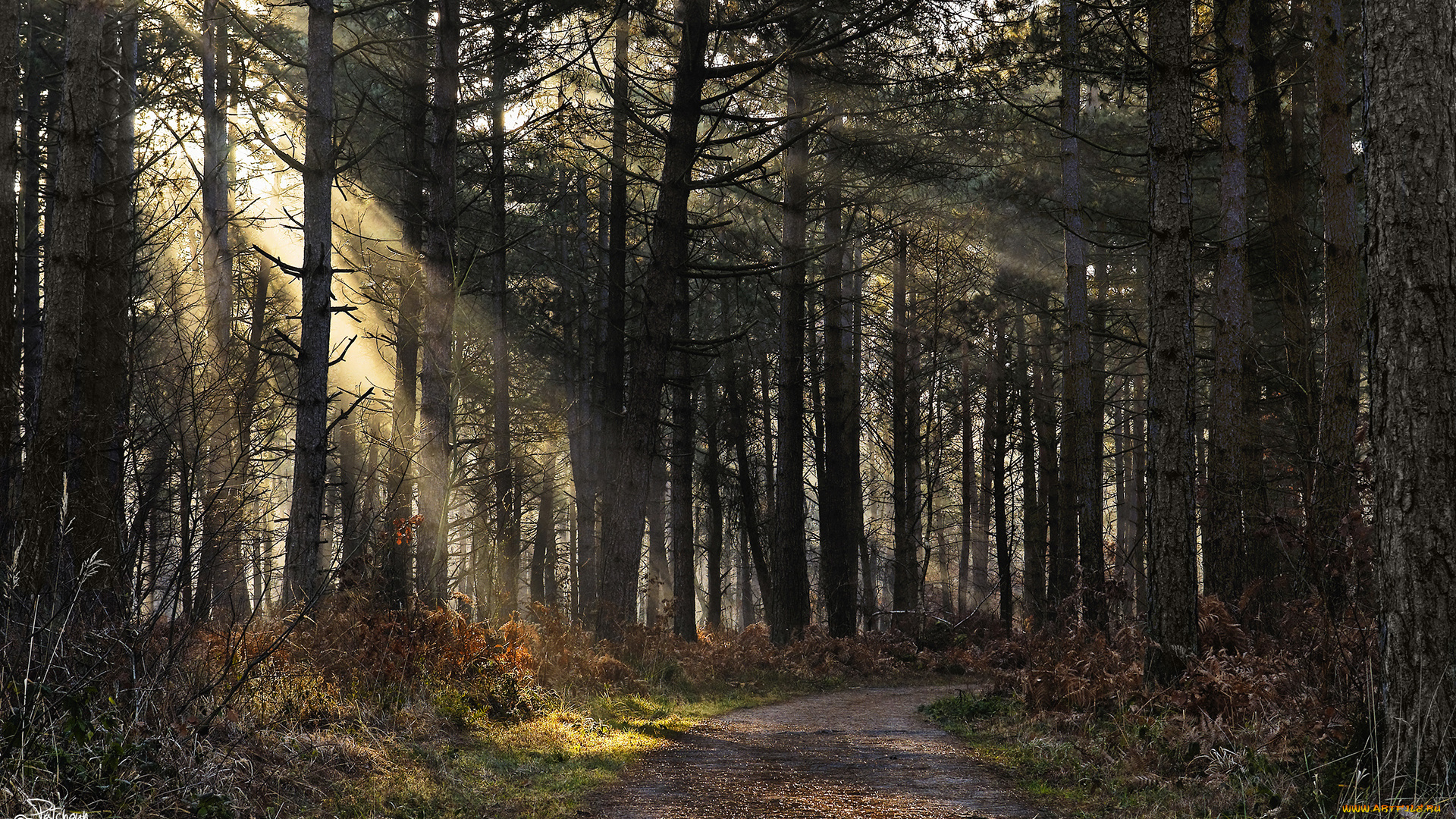 природа, дороги, свет, лучи, лес, ели, дорожка