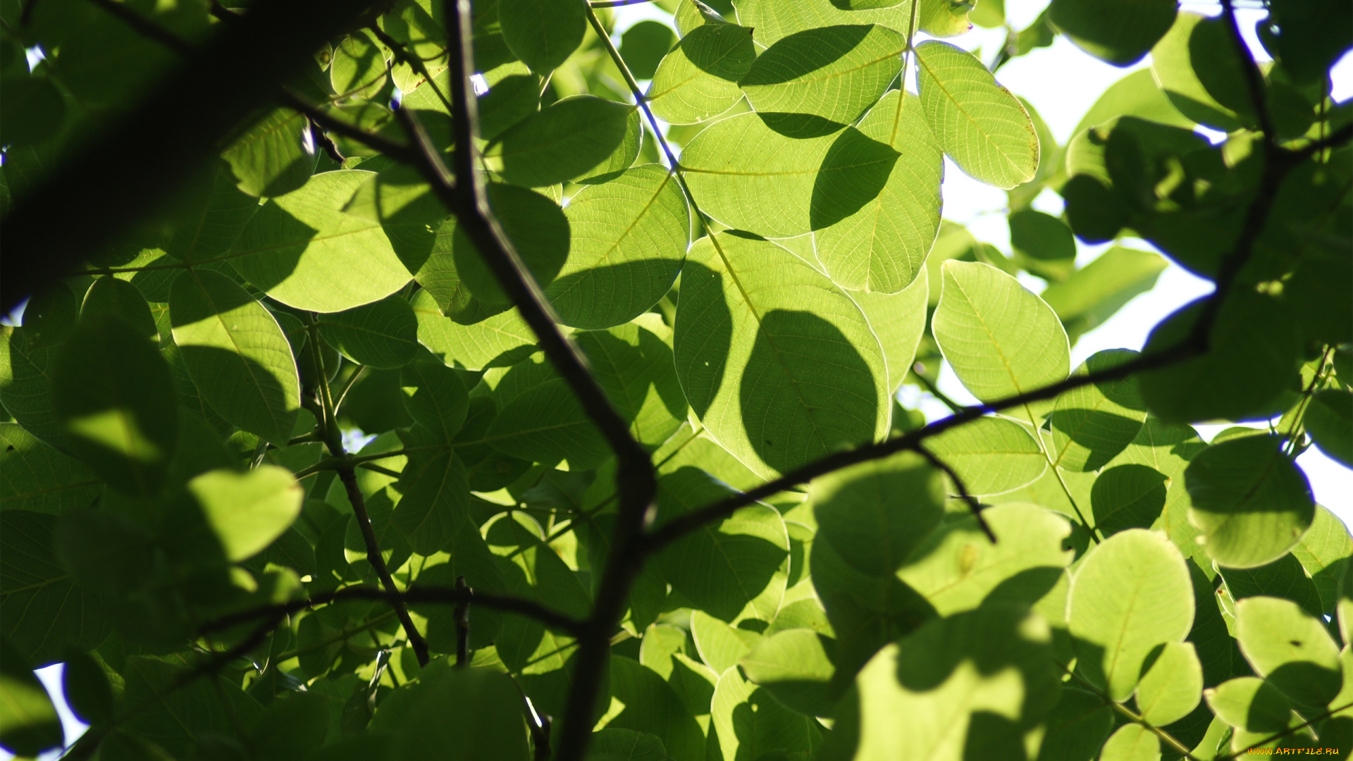 природа, листья, ветки, лето