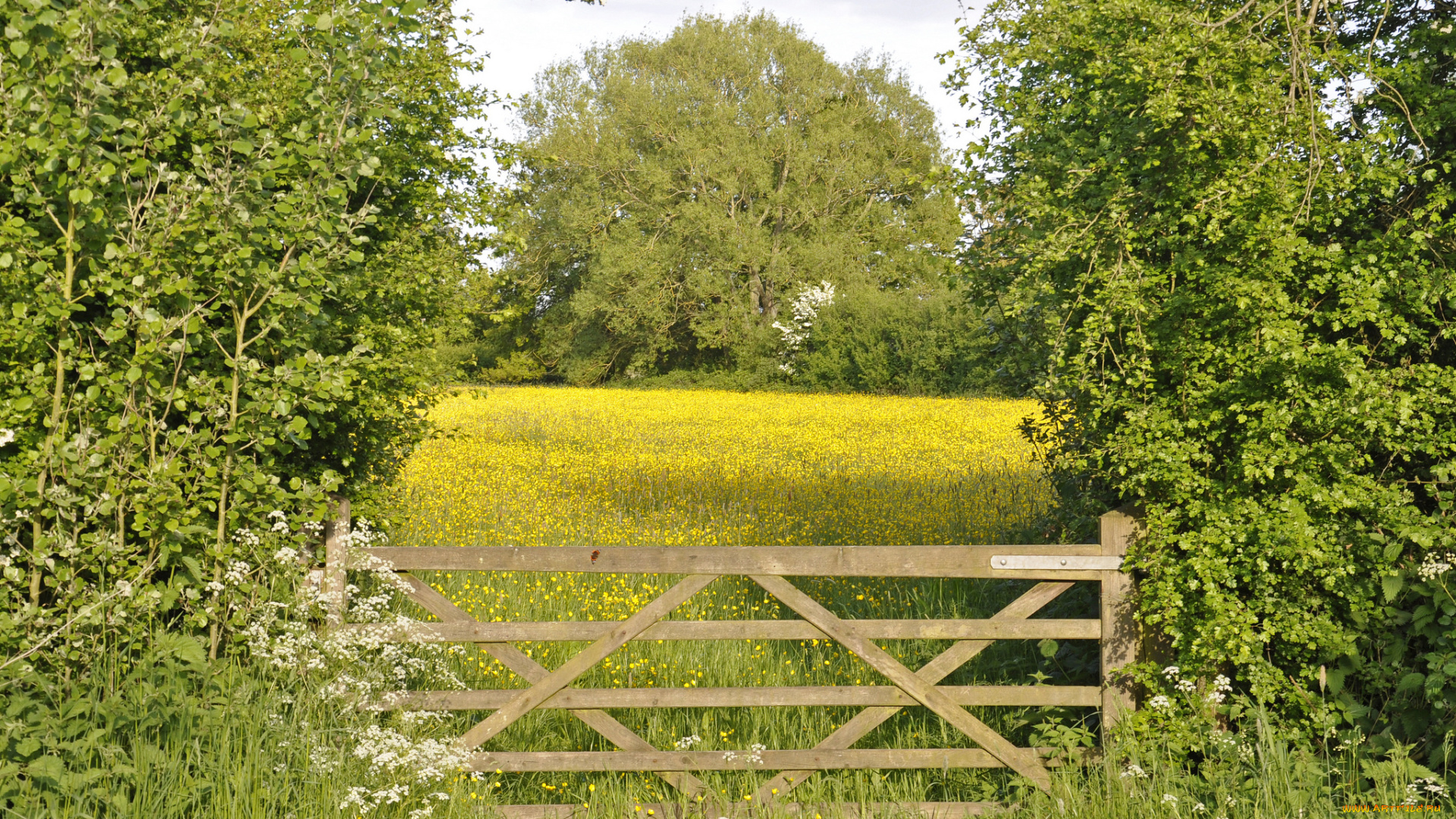 природа, луга, цветы, деревья, ворота