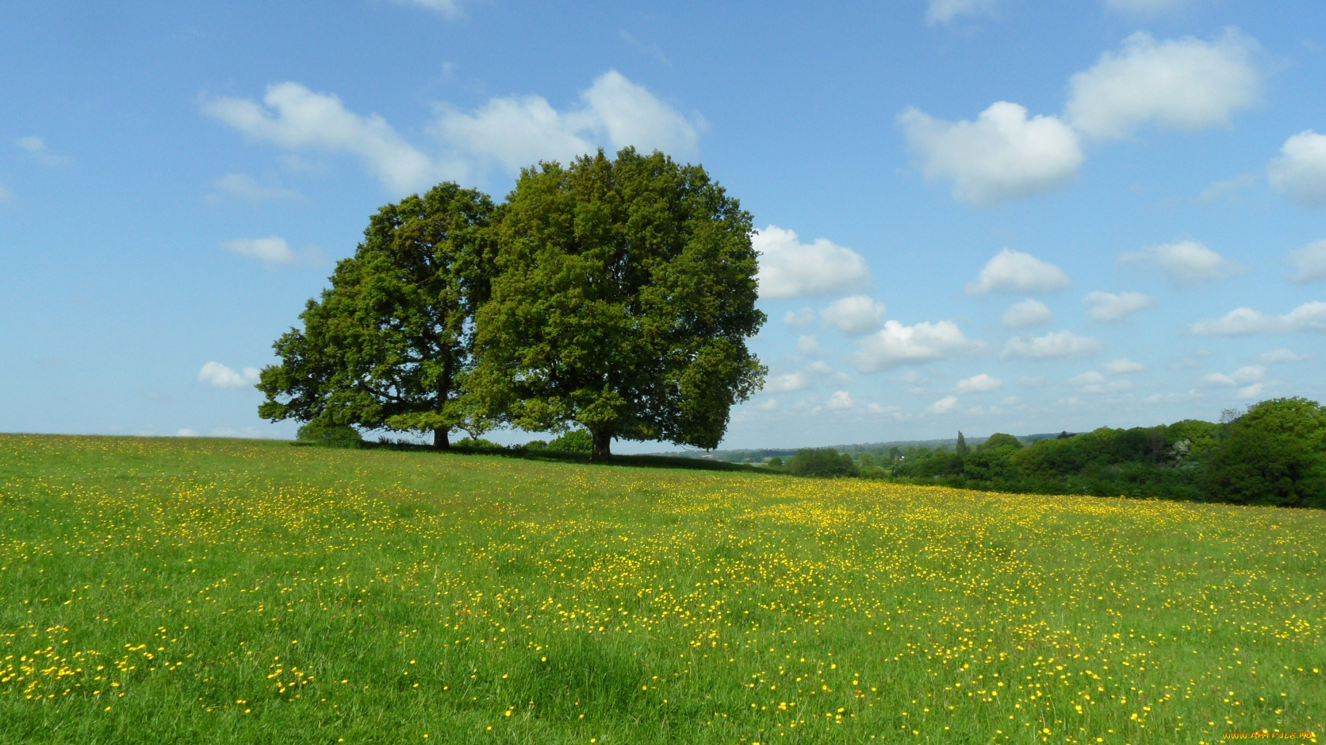 природа, луга, облака, цветы, деревья