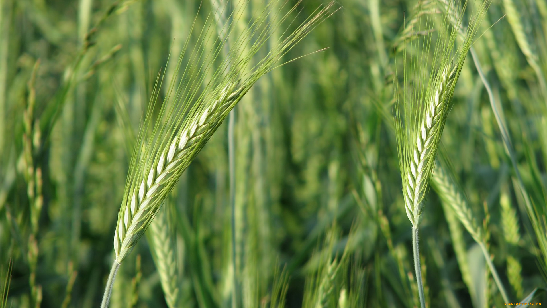 природа, поля, зеленая, колосья, пшеница, поле