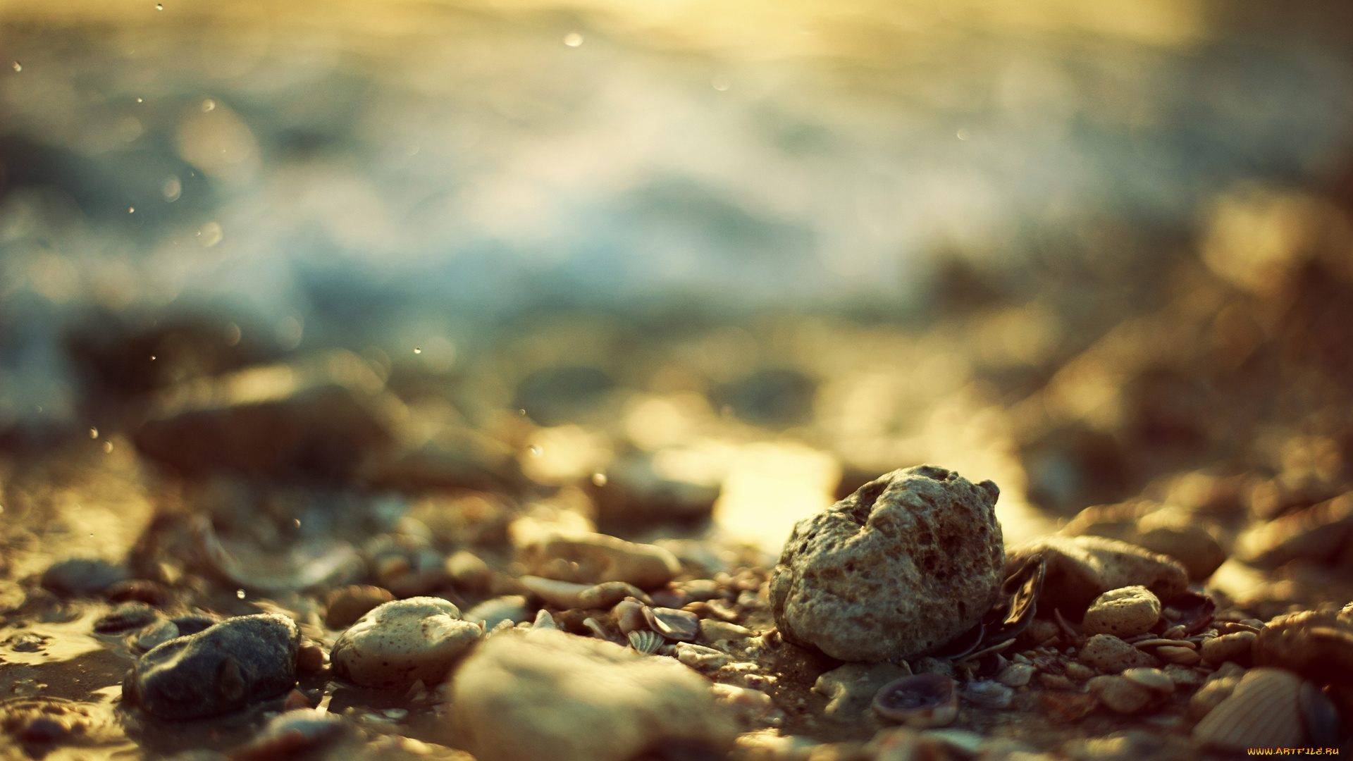 разное, ракушки, кораллы, декоративные, spa, камни