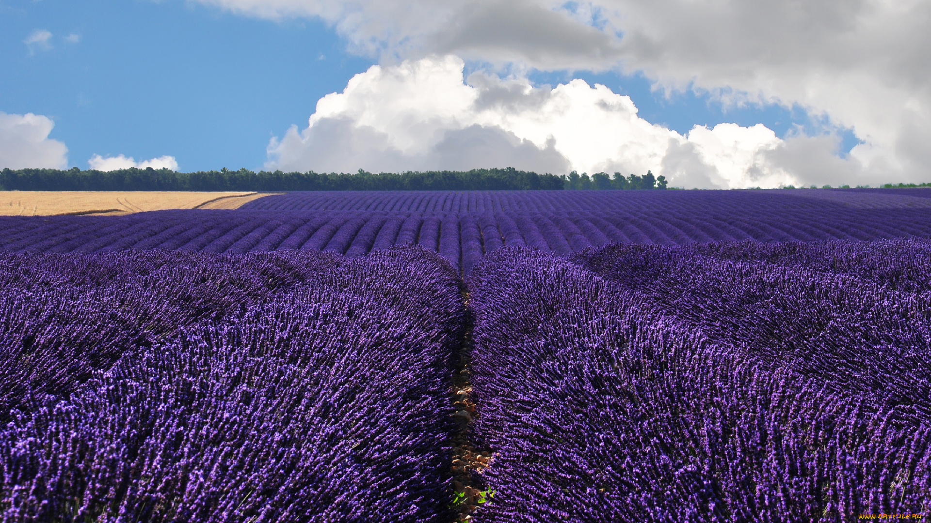 valensole, france, природа, поля, франция, лаванда, облака, валансоль