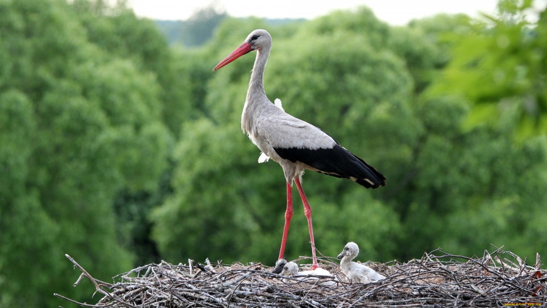животные, аисты, аист, гнездо, птенец
