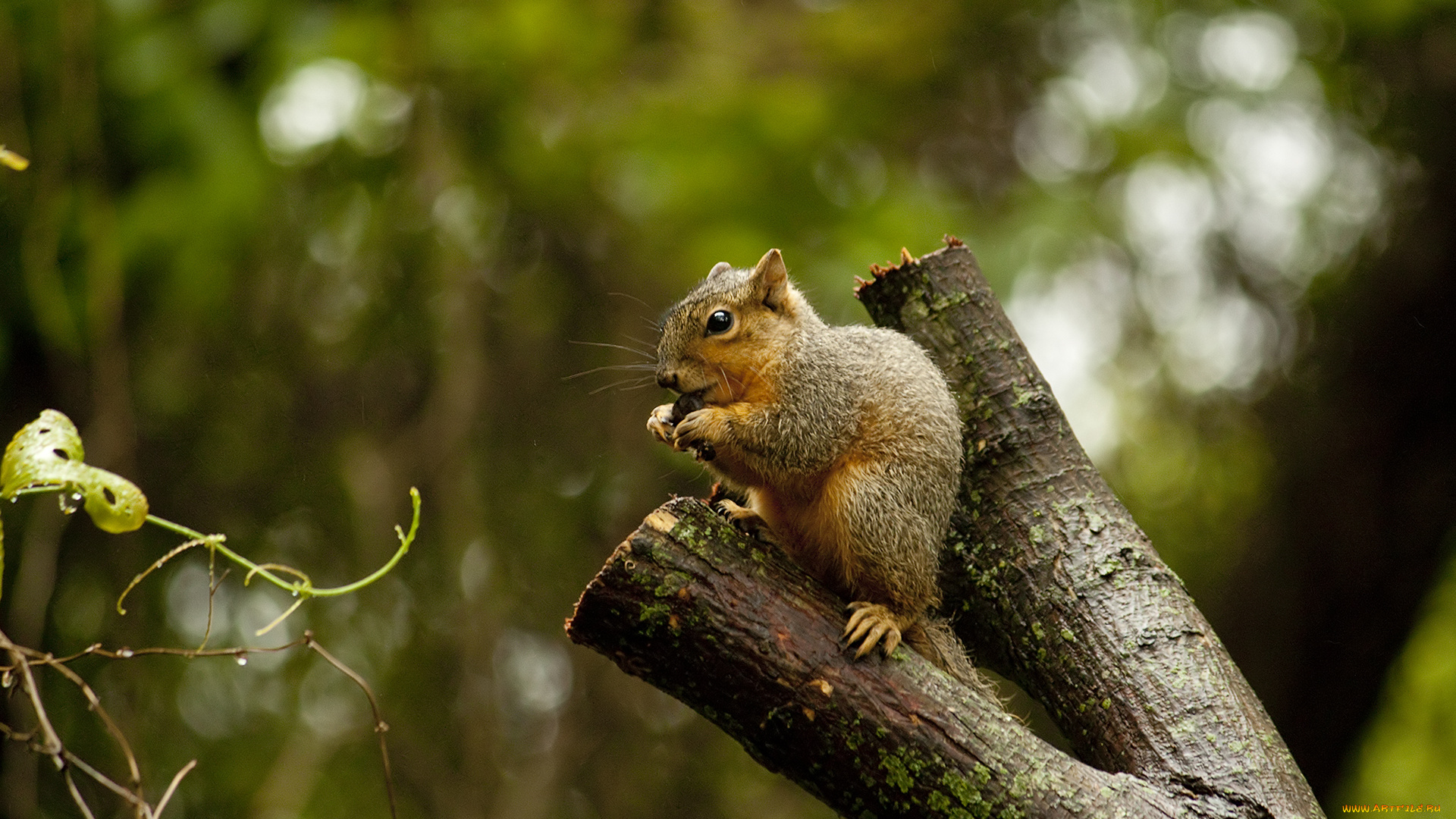 животные, белки, ветка