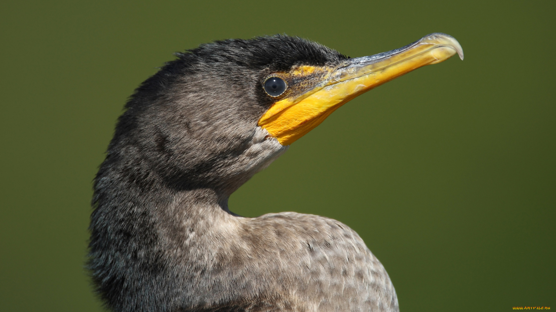 животные, Чайки, бакланы, крачки, профиль, голова, баклан