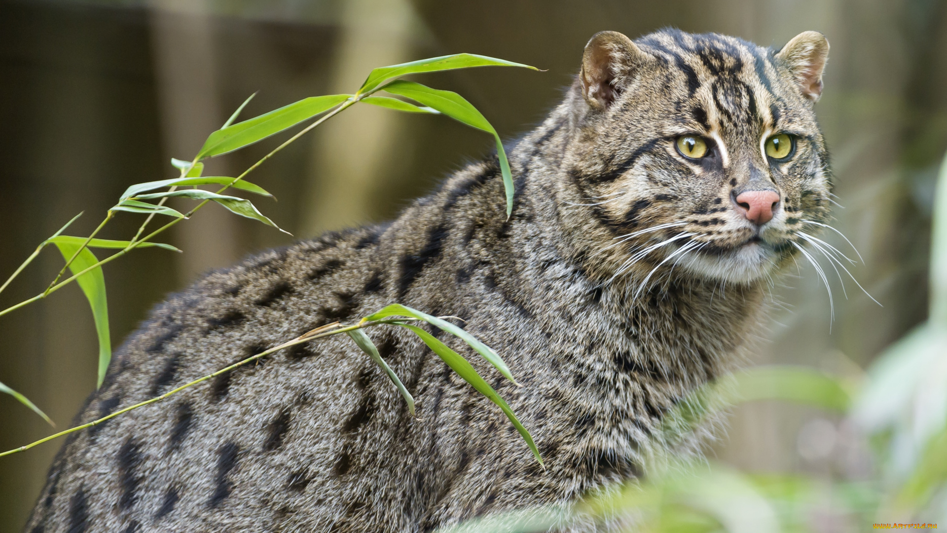 животные, дикие, кошки, кот-рыболов