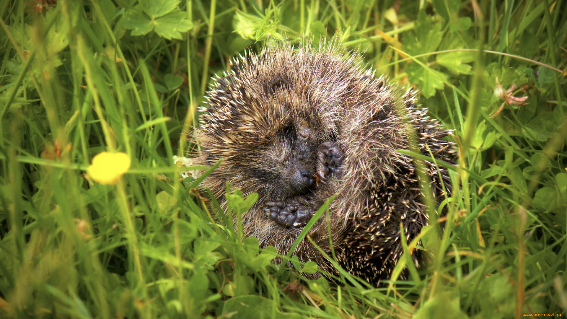 животные, ежи, трава