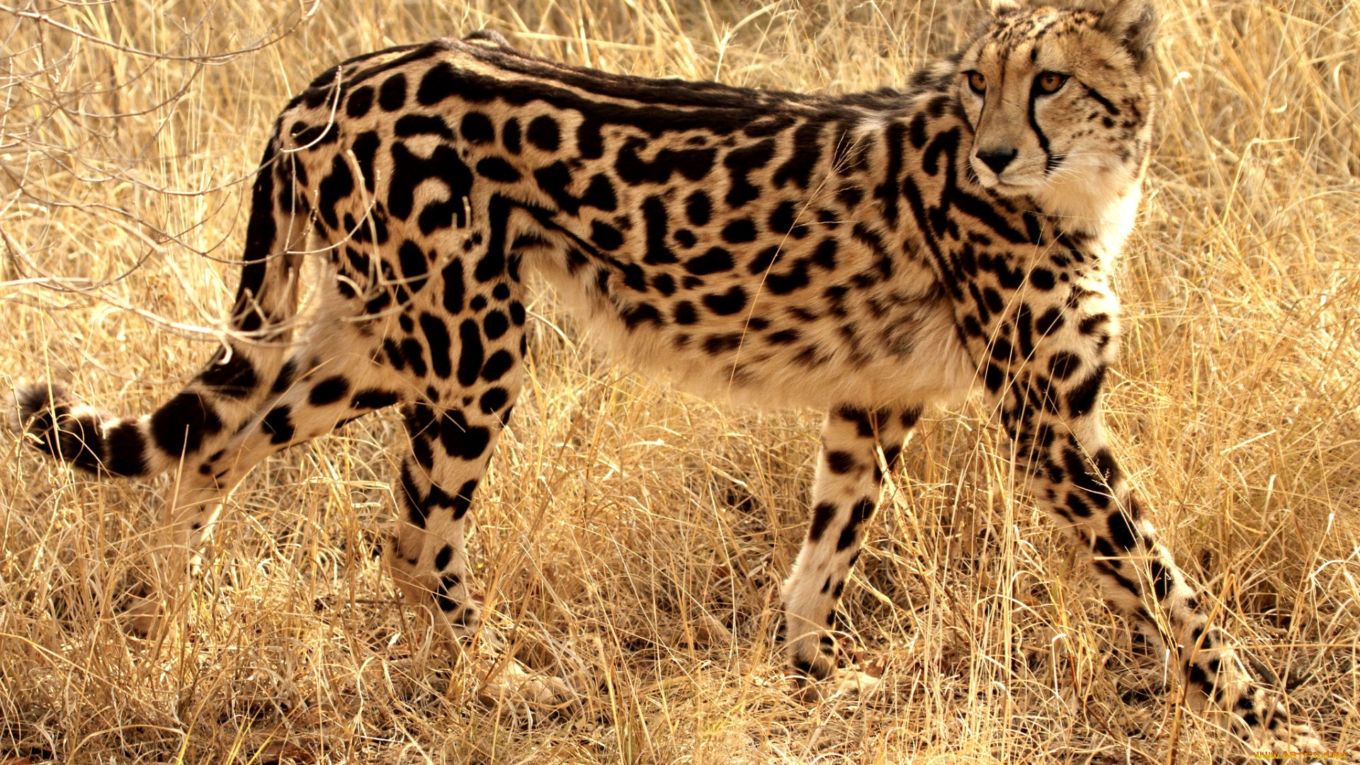 животные, гепарды, кошка, королевский, гепард