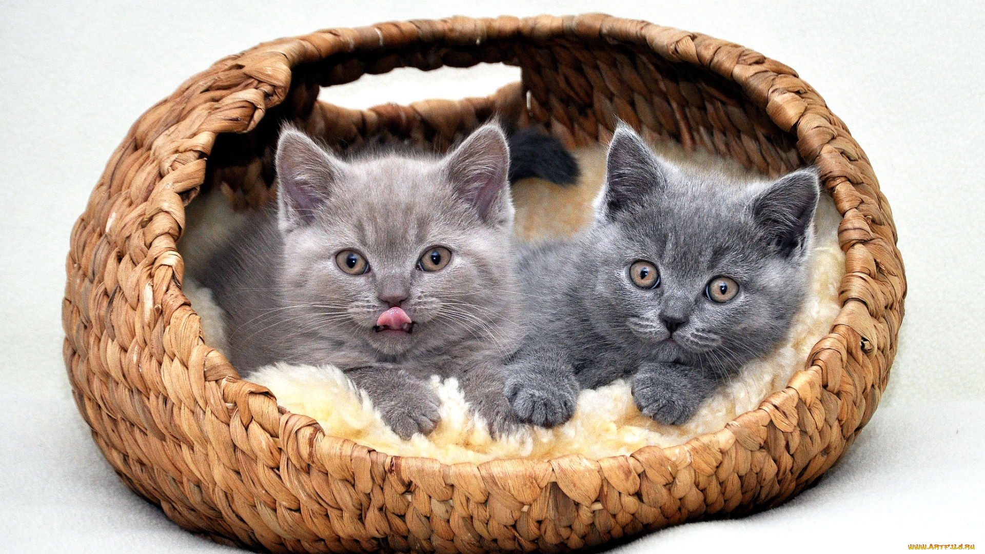 животные, коты, британец, котята, корзинка