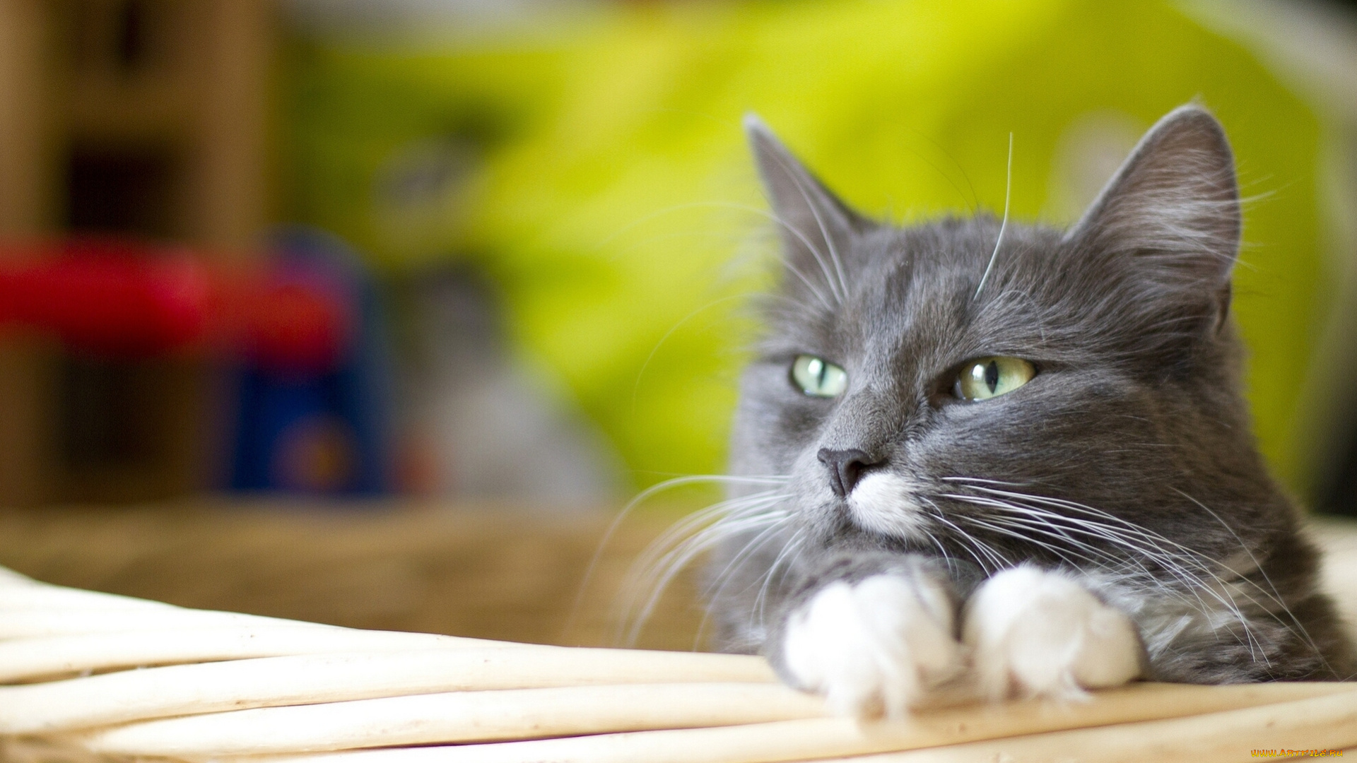 животные, коты, портрет, мордочка