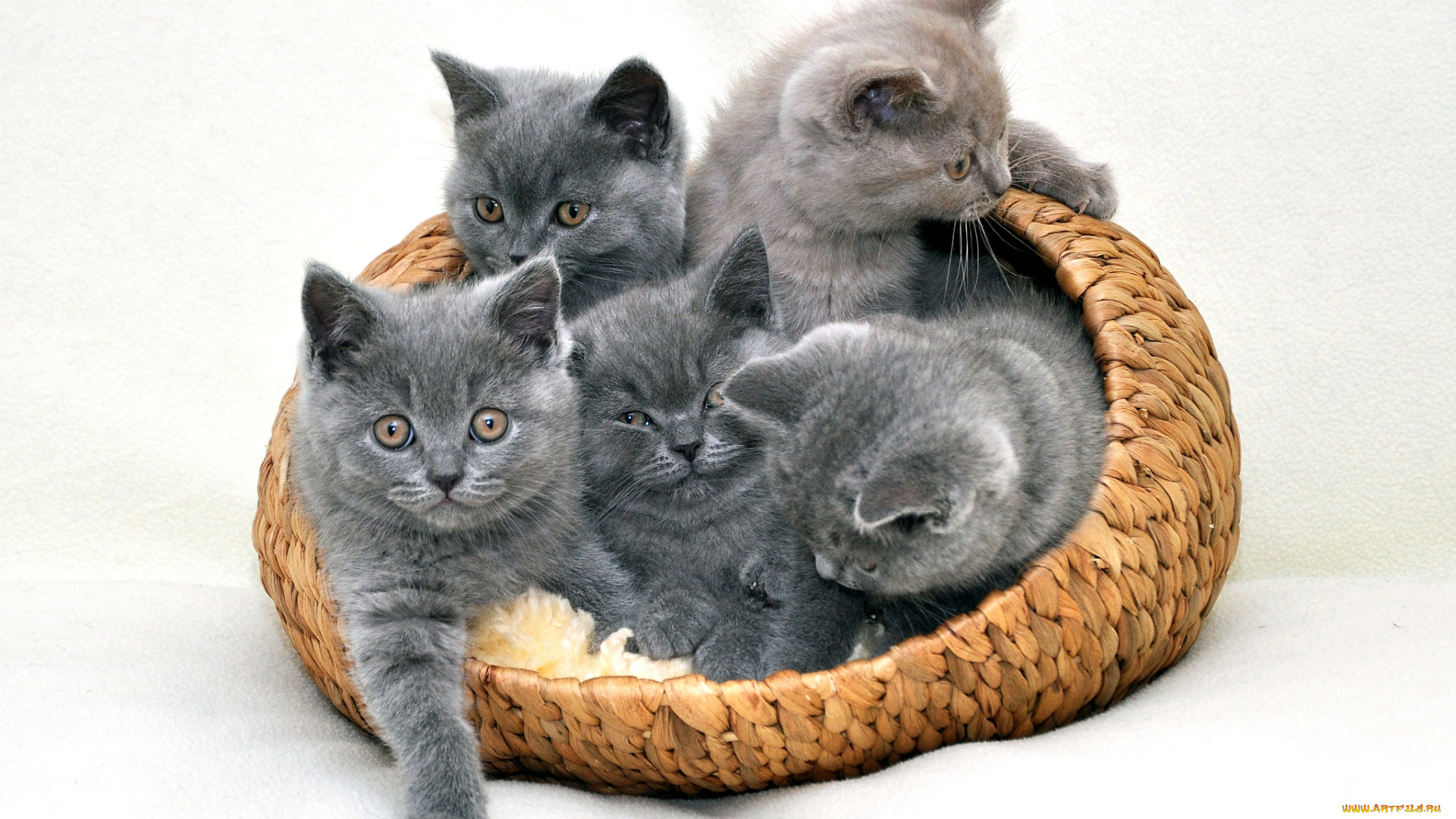 животные, коты, пятерка, квинтет, британцы