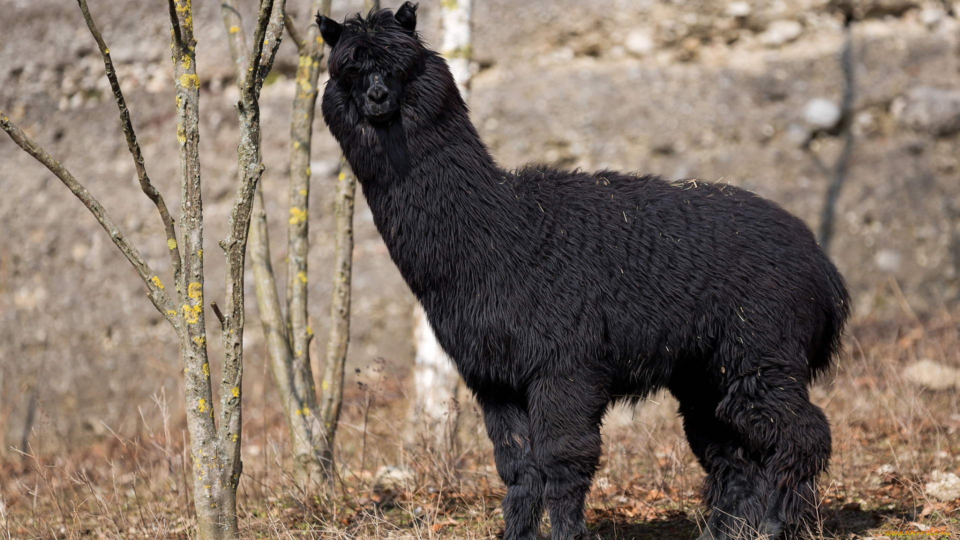 животные, ламы, черный