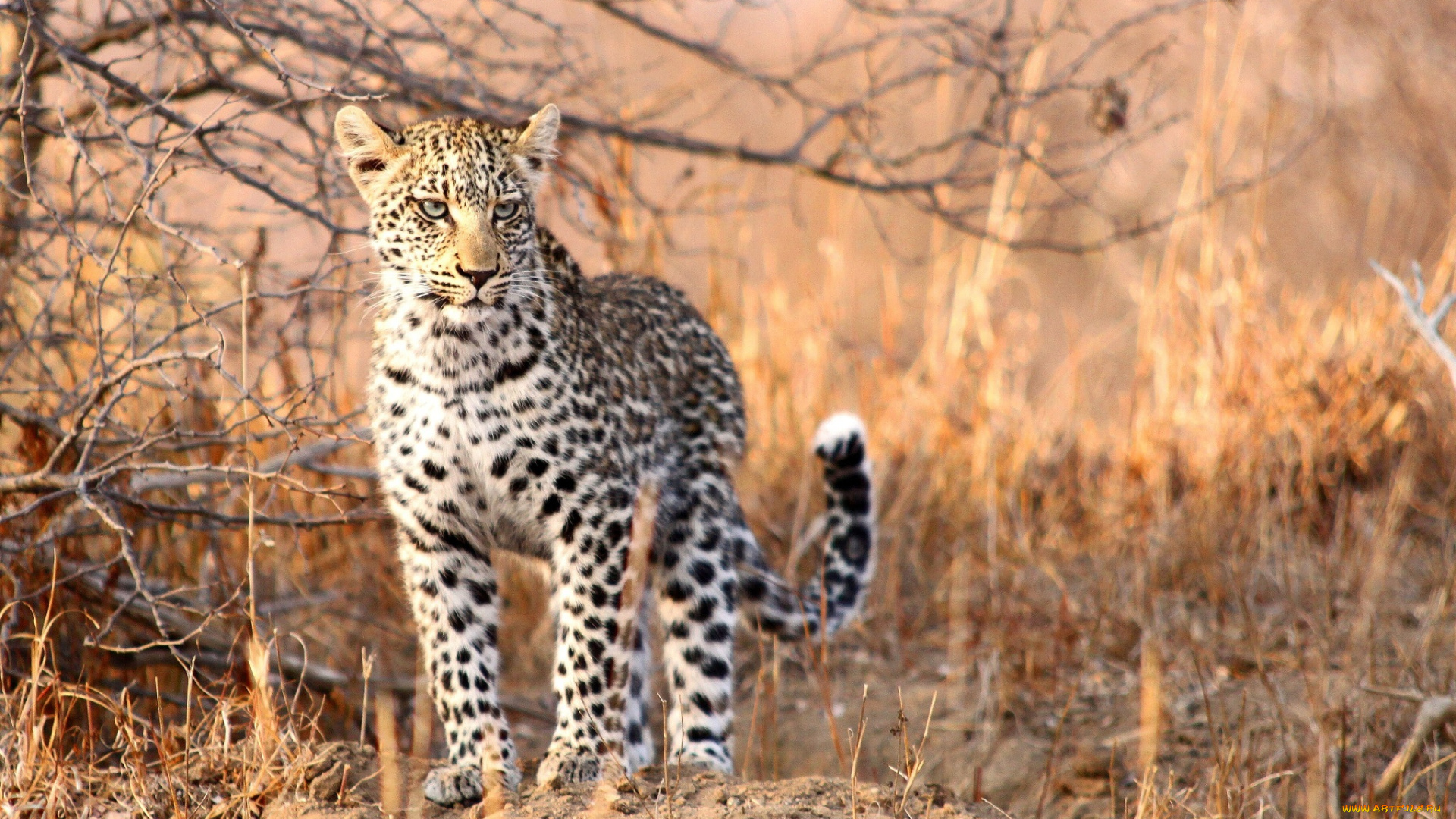 животные, леопарды, подросток, детеныш, молодой