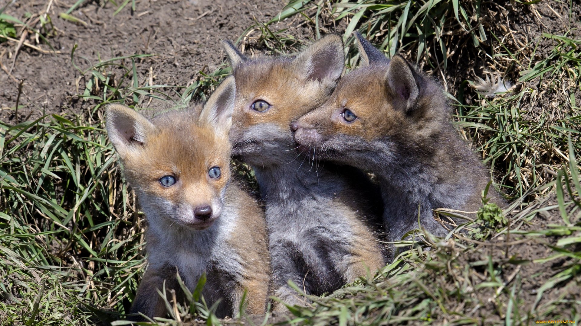 животные, лисы, лисята, родня
