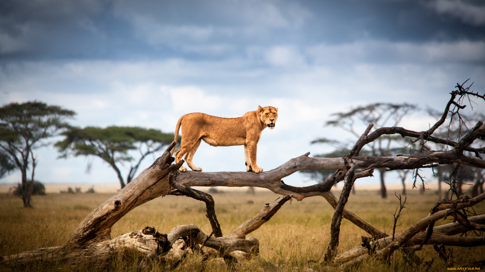 животные, львы, львица, дерево
