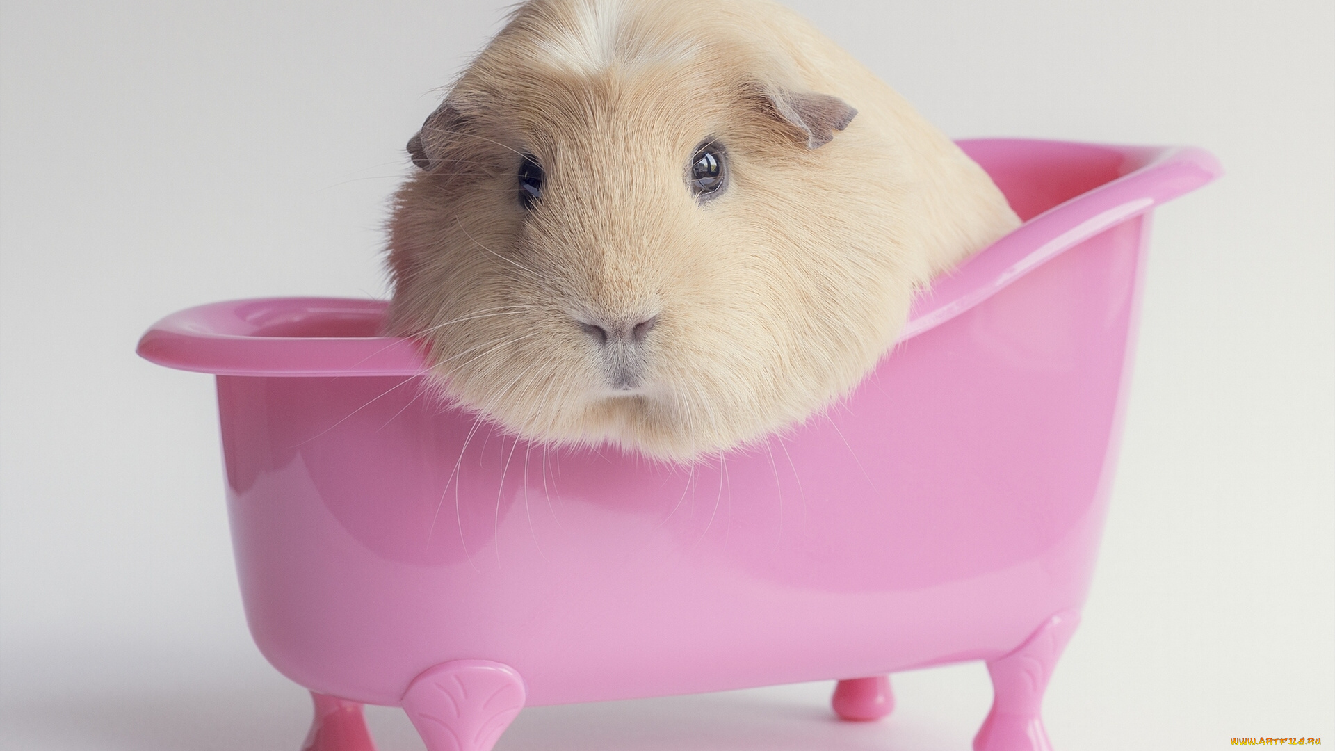 животные, морские, свинки, хомяки, морская, свинка, ванна