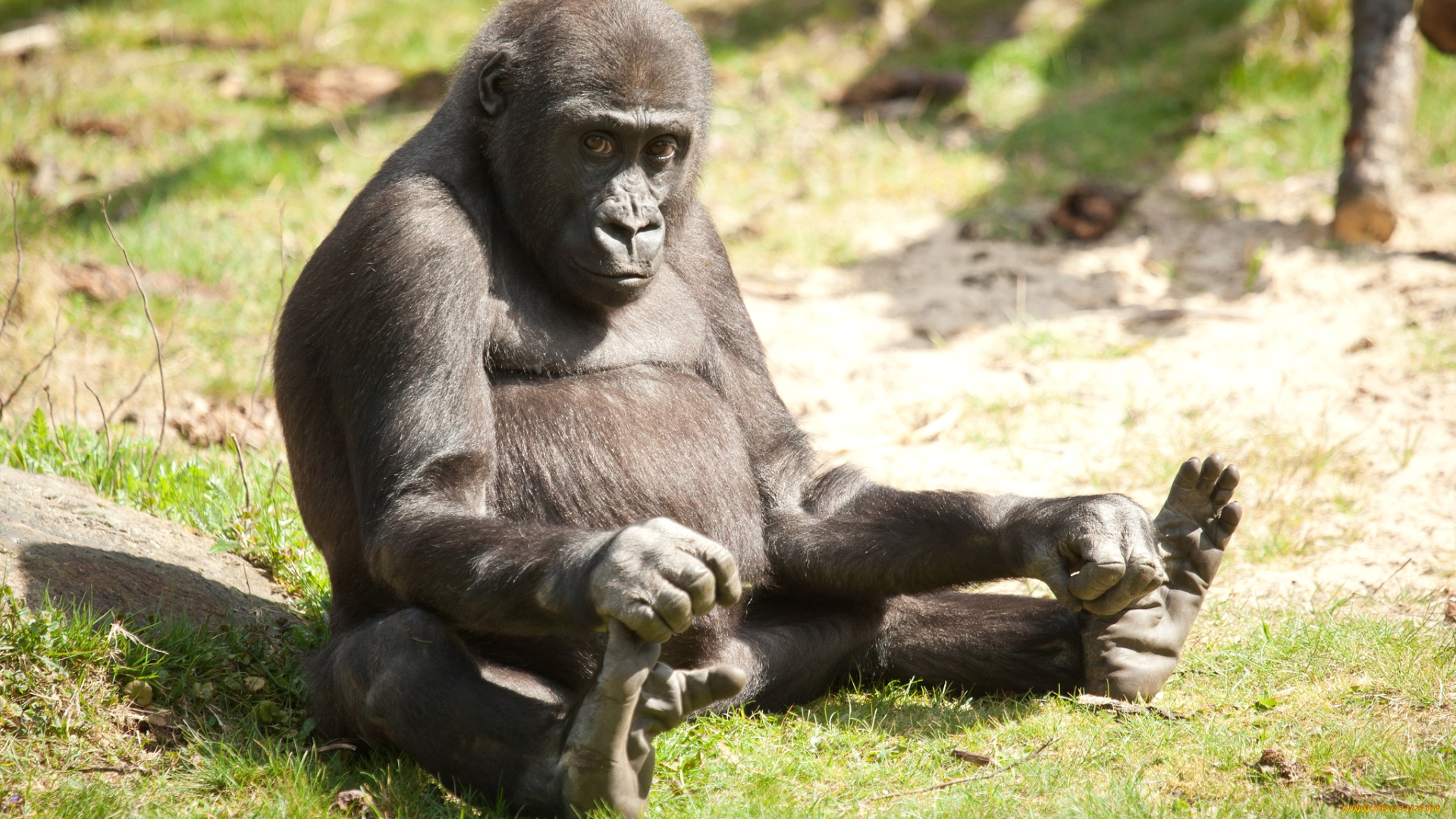 животные, обезьяны, горилла