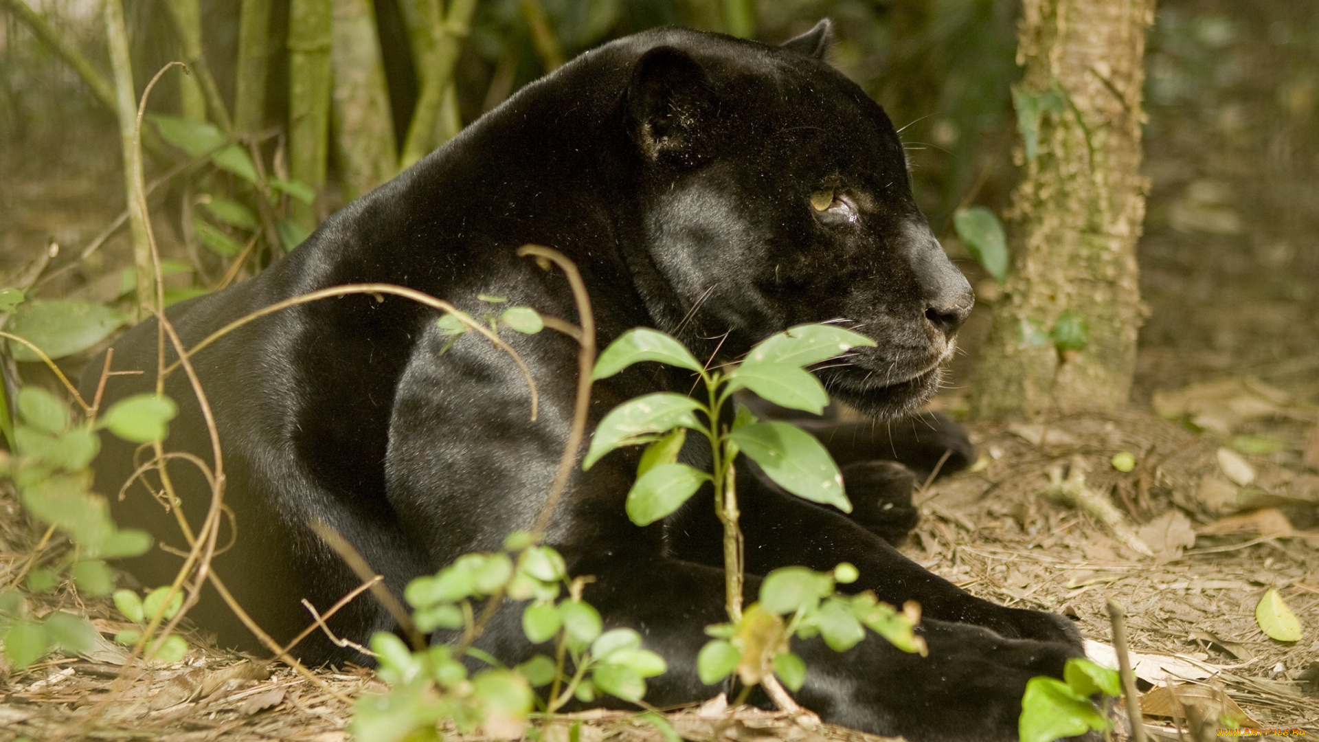 животные, пантеры, черный, ягуар